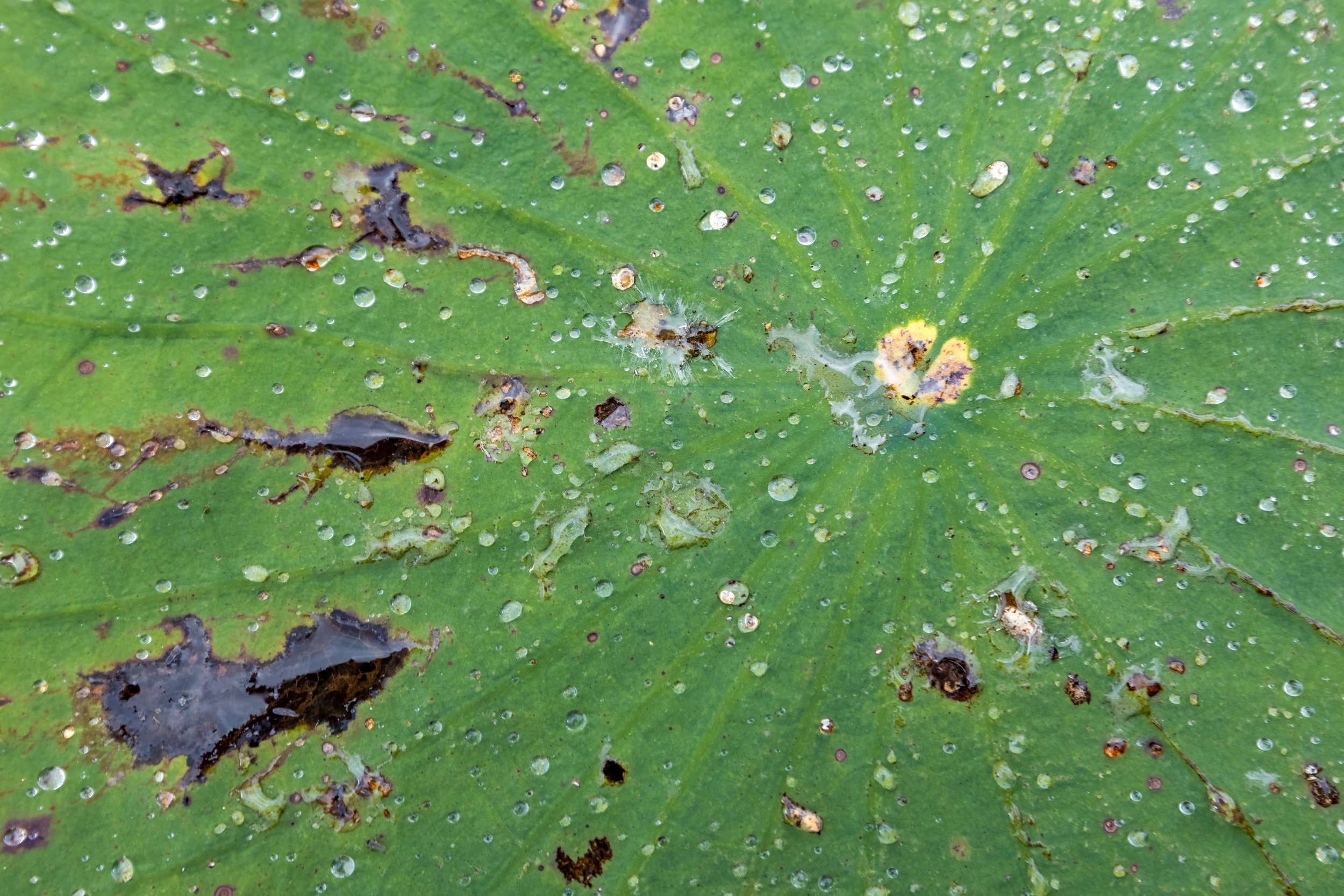 Collecting Rain. Texas (Nov. 2022)