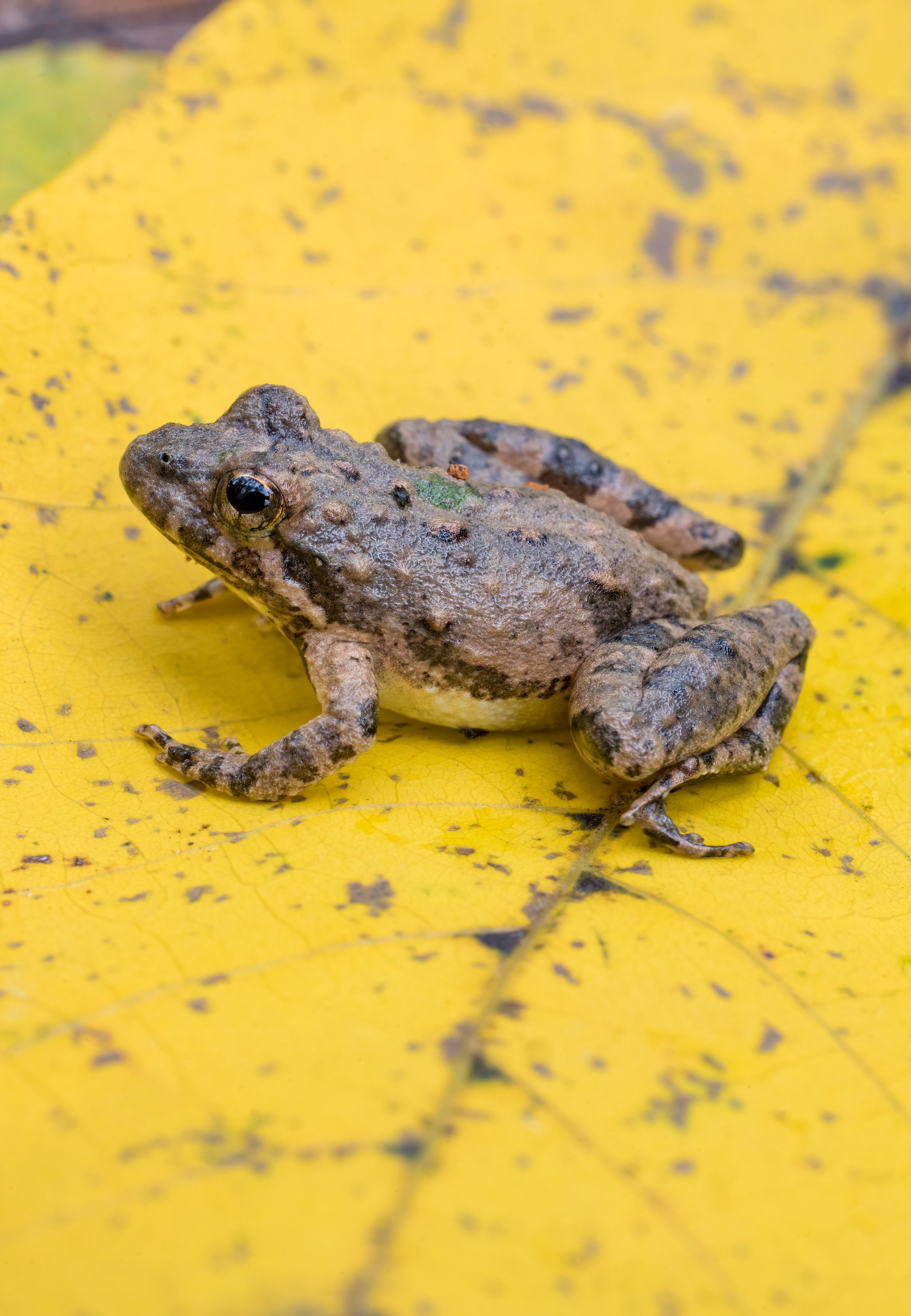 Cricket Frog. Texas (Nov. 2022)