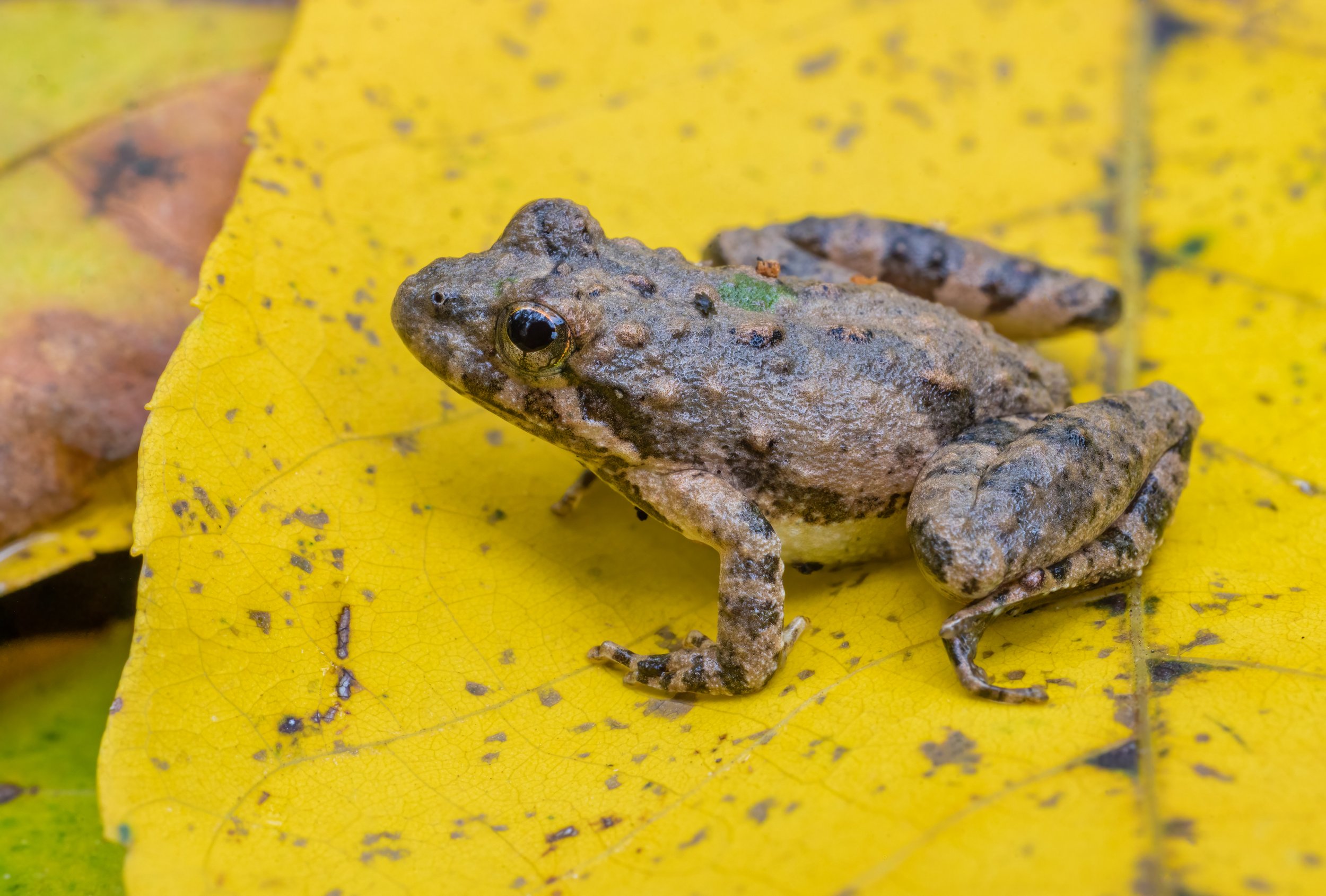 Cricket Frog In Fall. Texas (Nov. 2022)