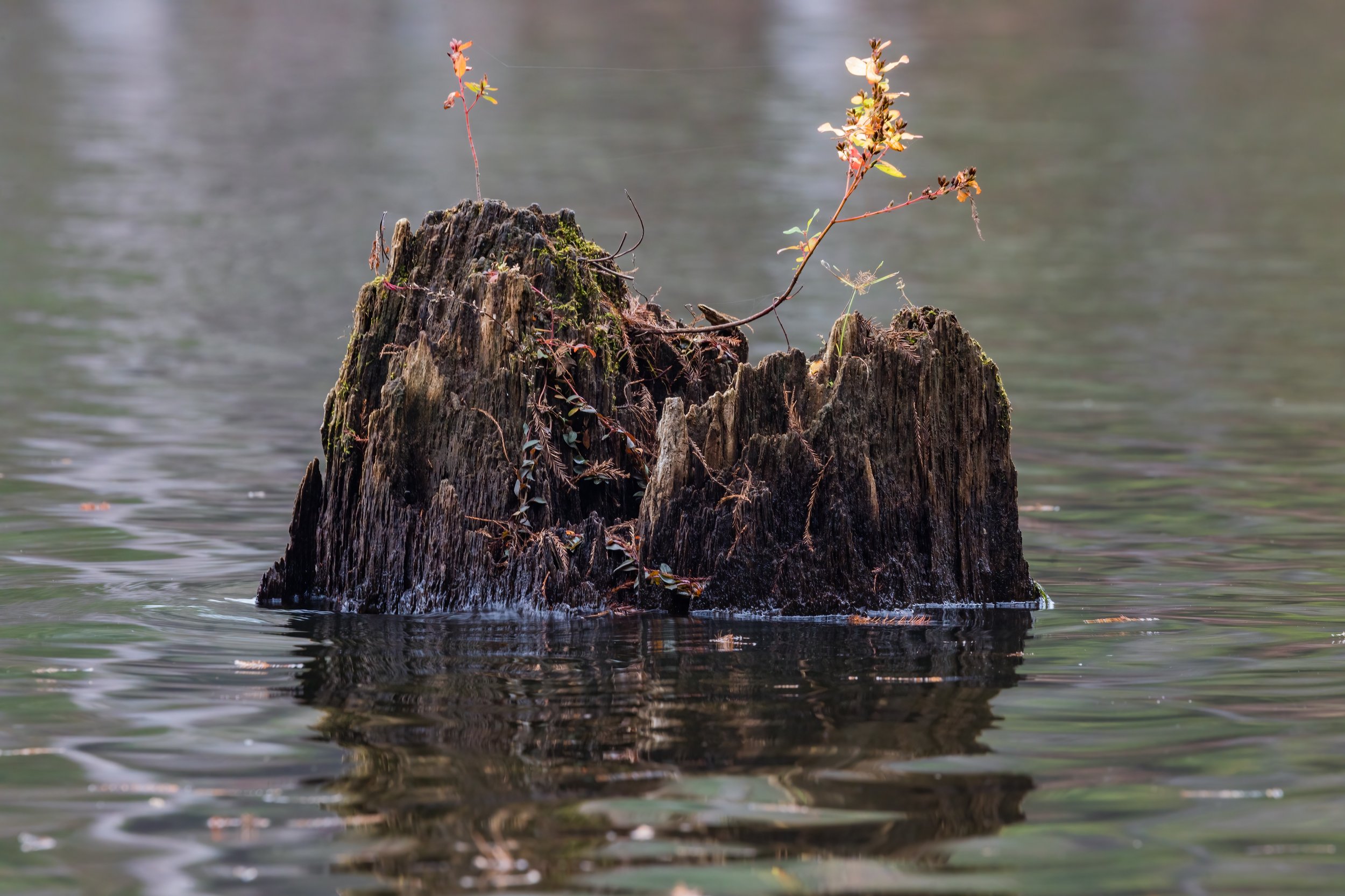 Remnants. Texas (Nov. 2022)