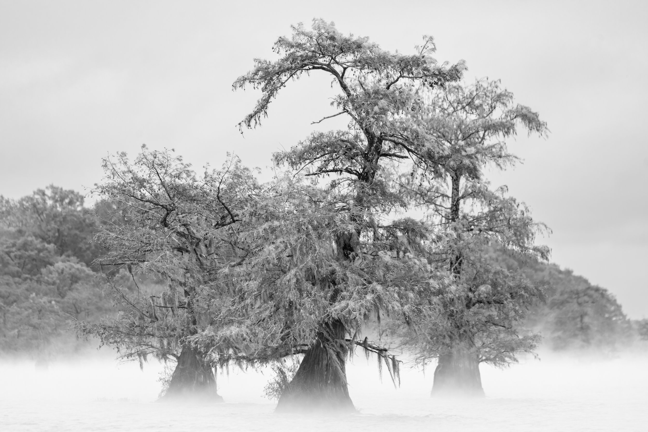 Misty Trio. Texas (Nov. 2022)