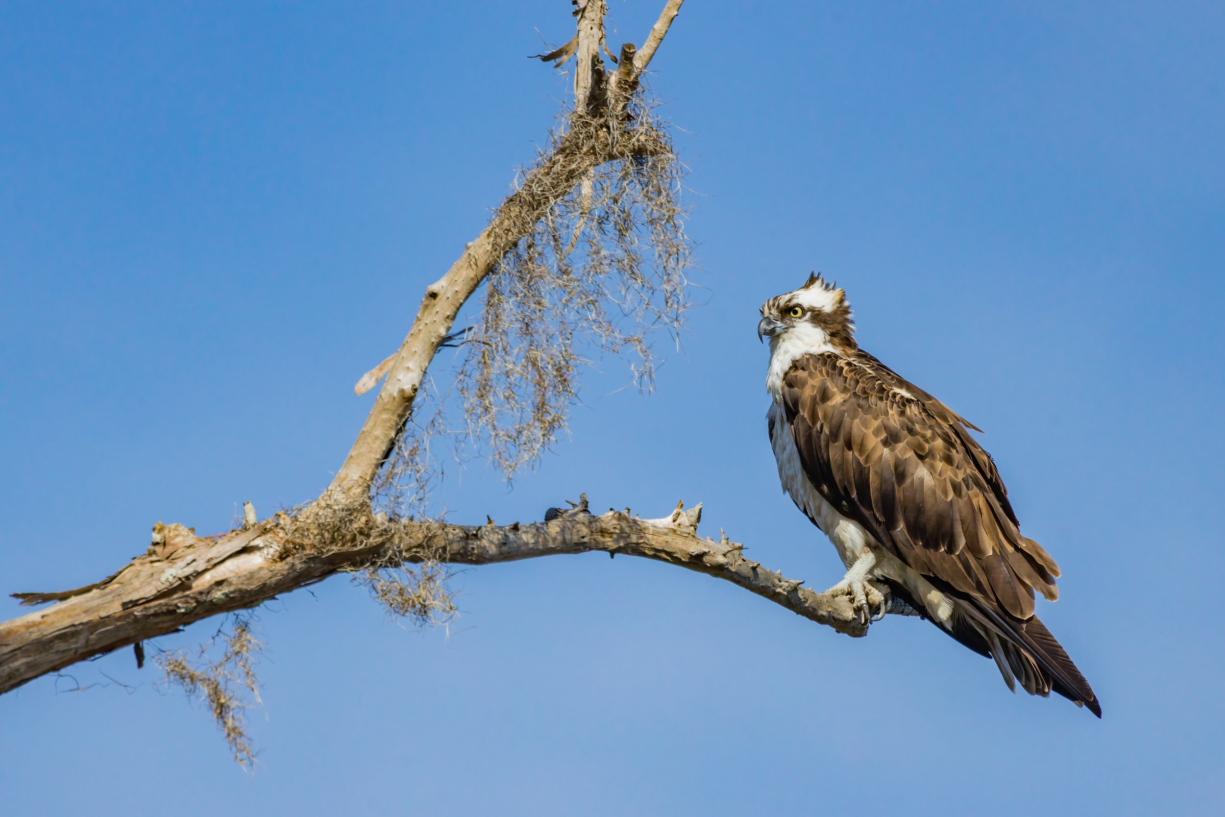 Osprey On The Edge. Texas (Nov. 2022)