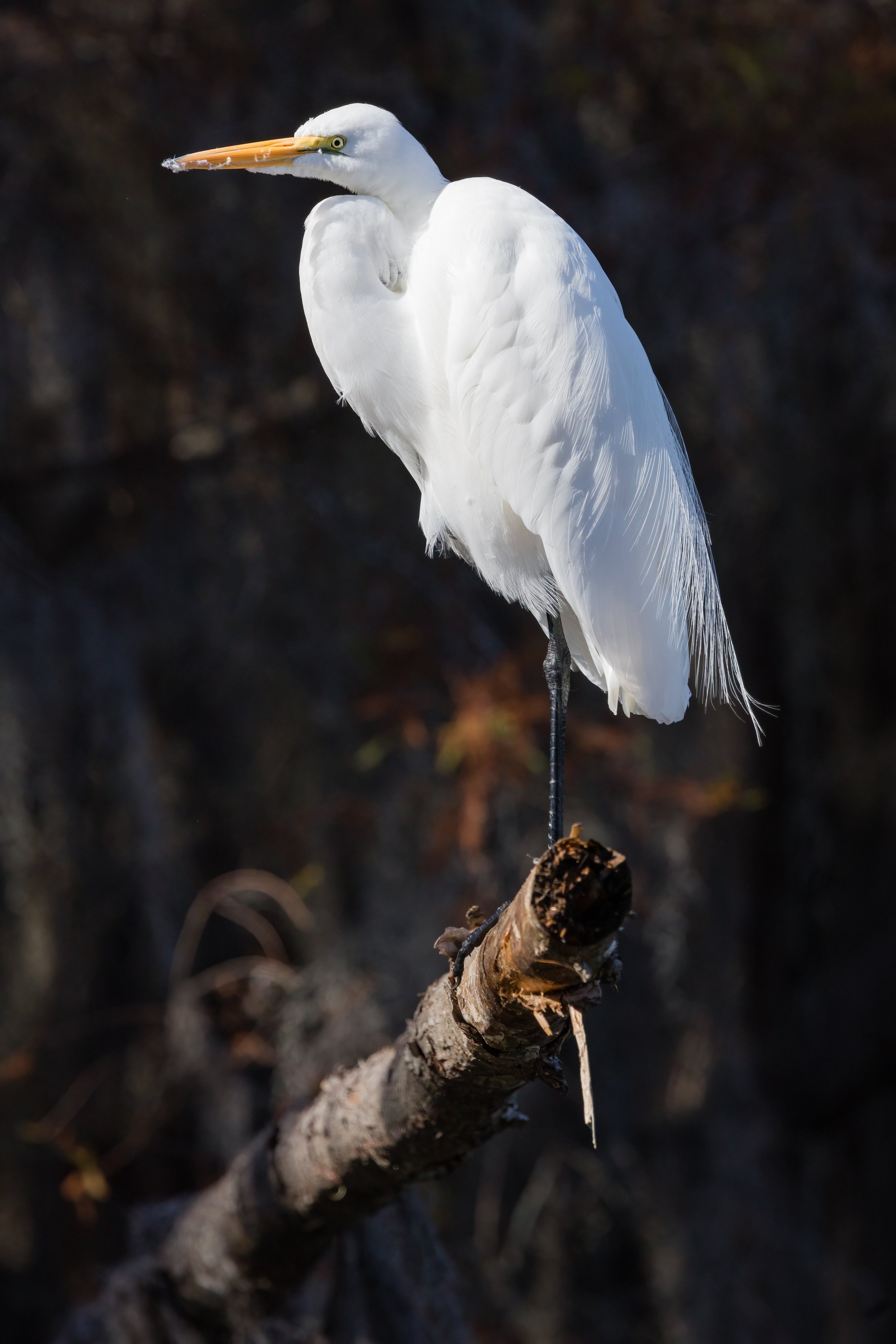 Egret Watch. Texas (Nov. 2022)