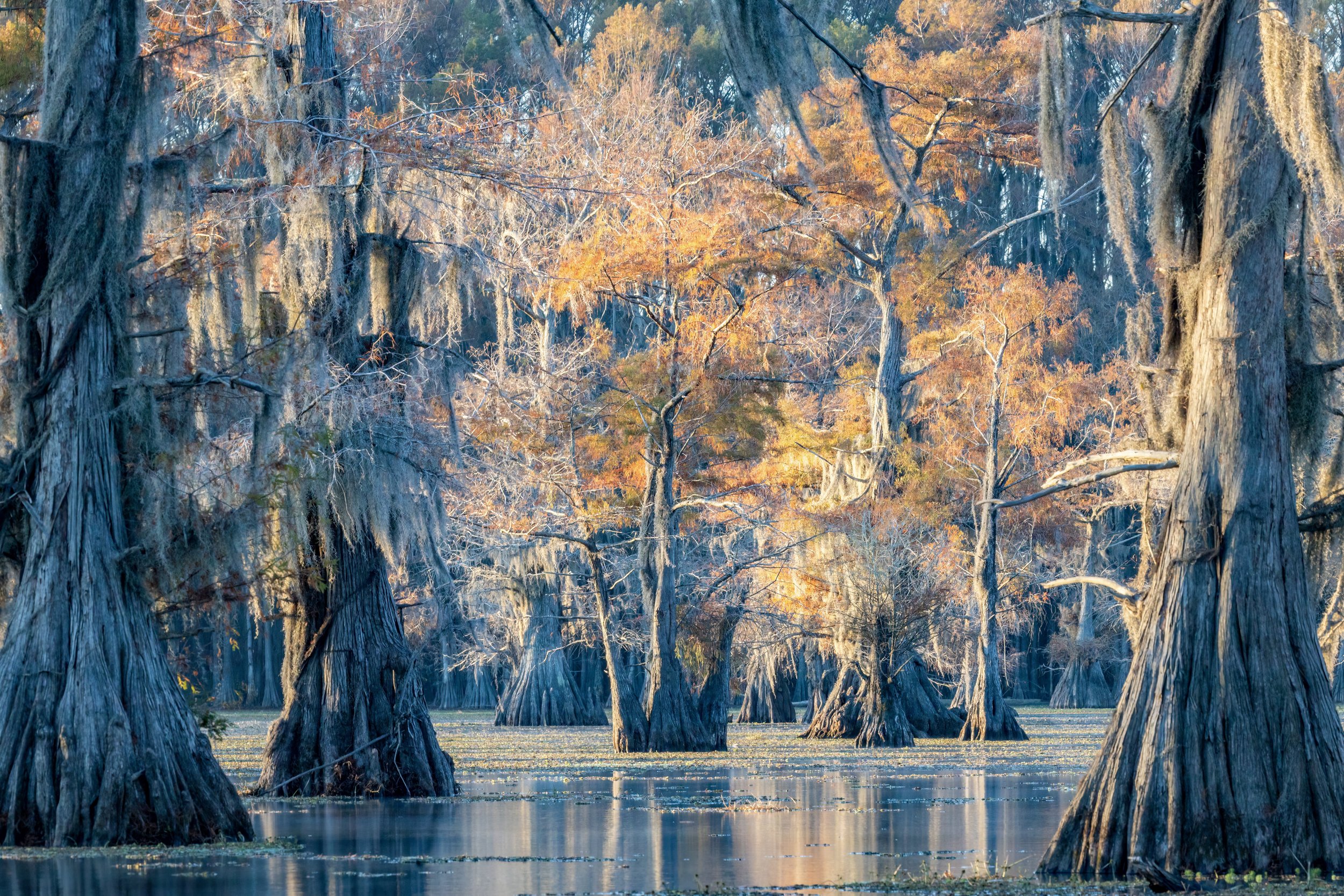 Morning Light. Texas (Nov. 2022)