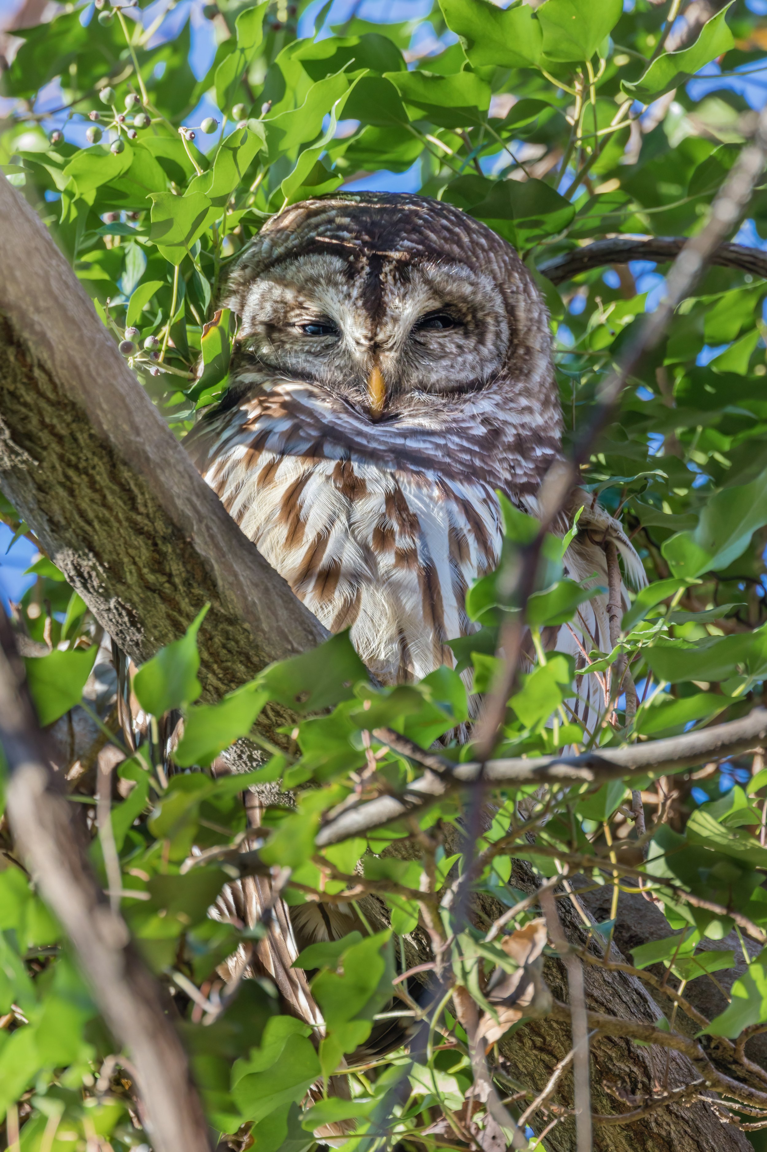 Tucked In On A Blue-Sky Day (Nov. 2022)