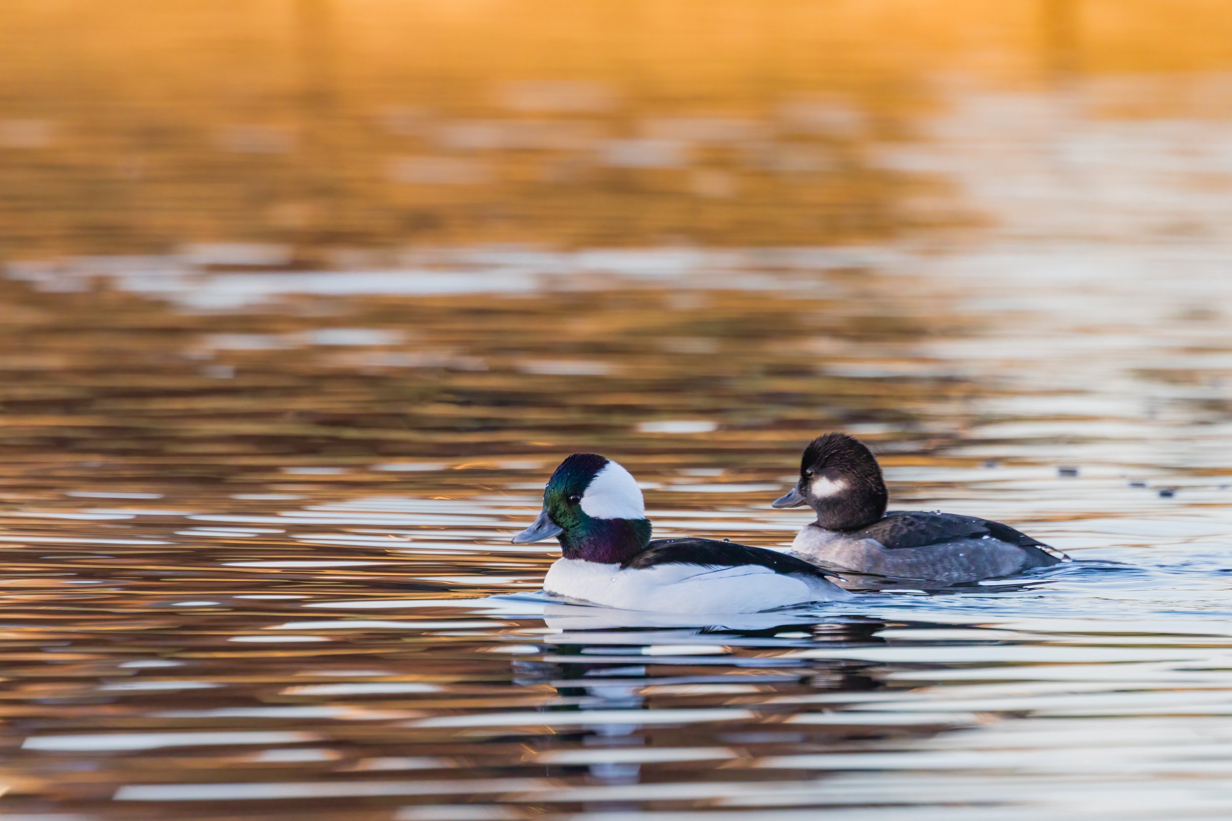 Bufflehead Pair. Washington, D.C. (Dec. 2022)