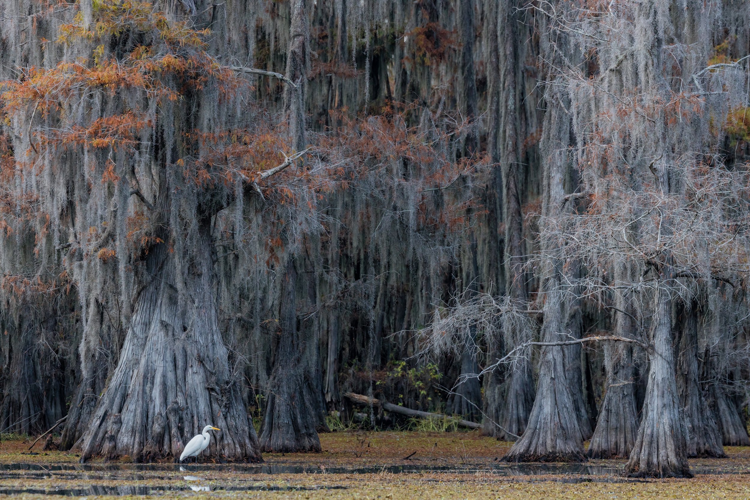 Among Giants. Texas (Nov. 2022)