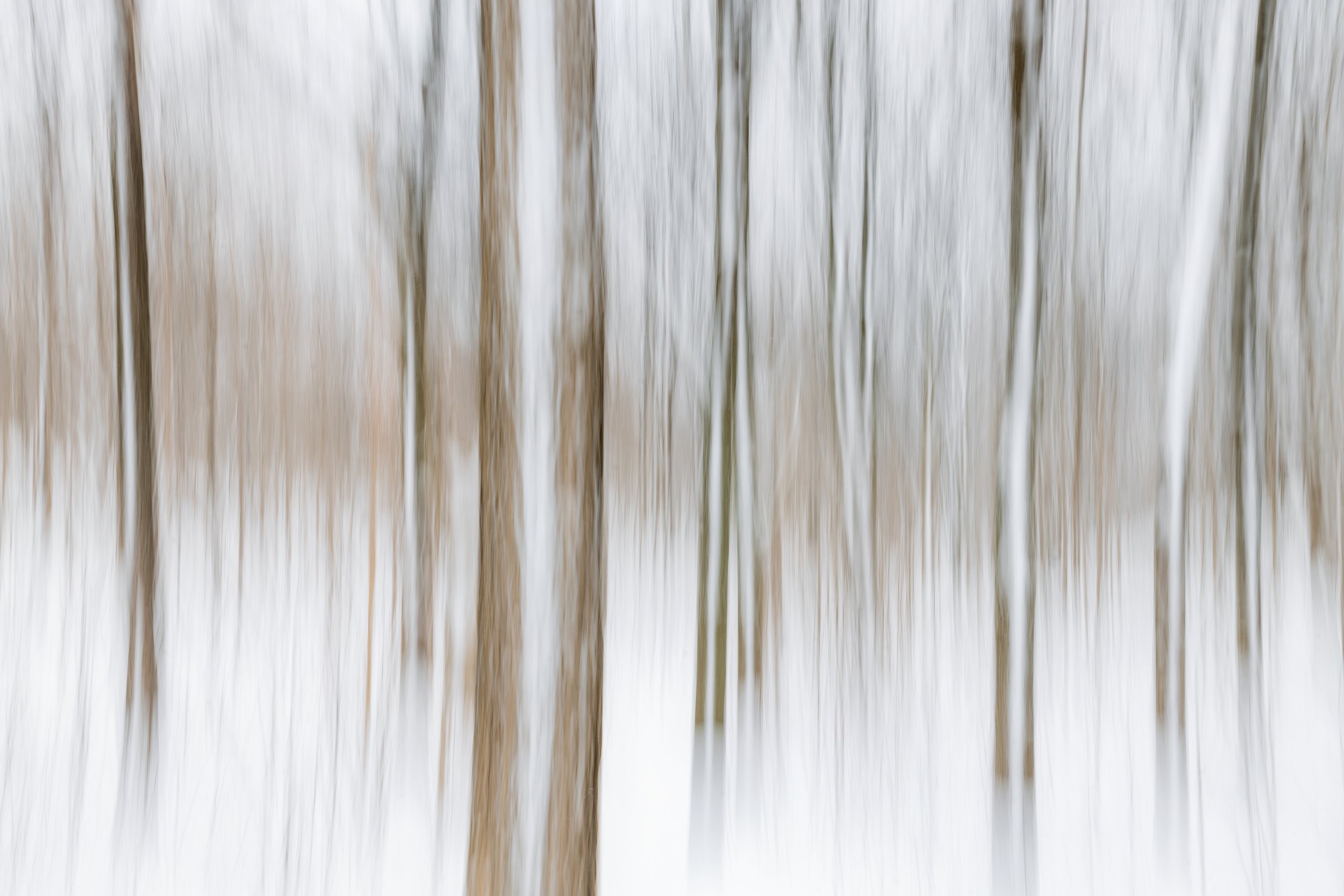 Winter Woods I. Montreal, Quebec (Dec. 2022)