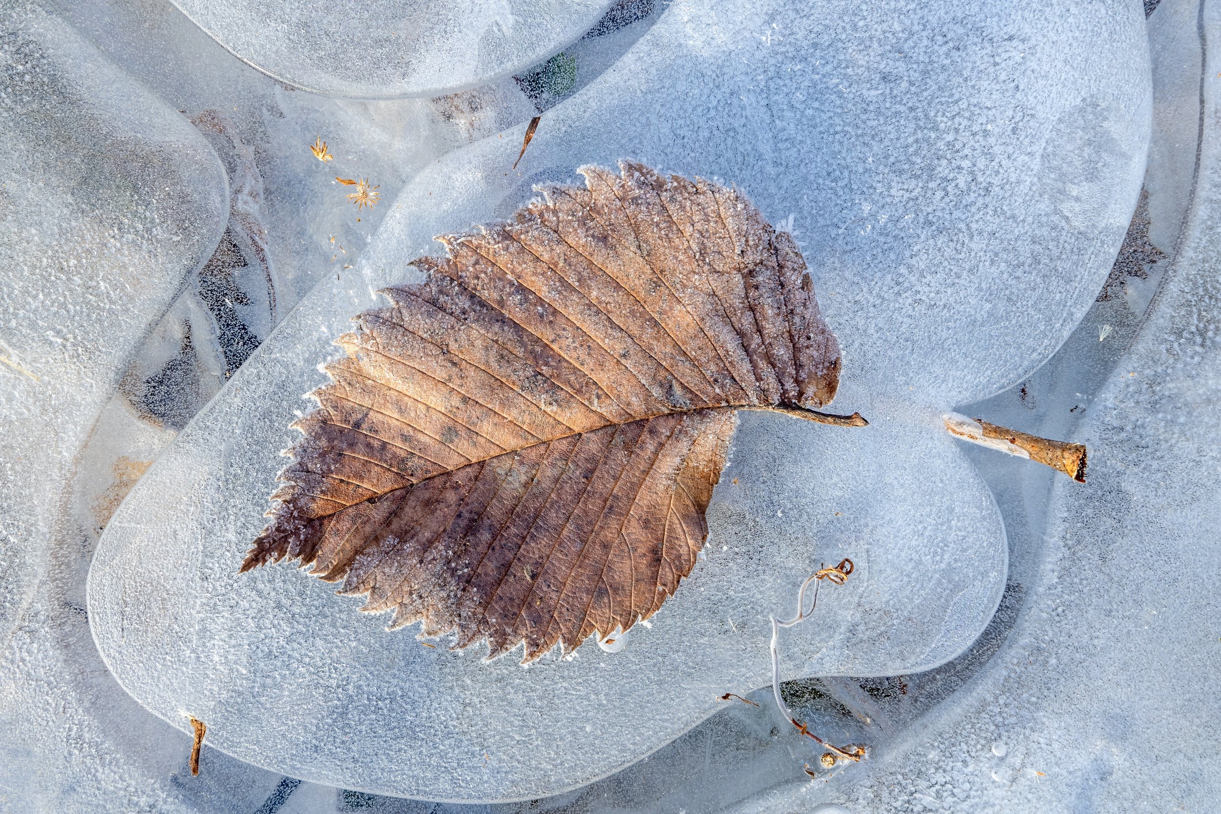 Frozen Winter Morning. Md. (Dec. 2022)