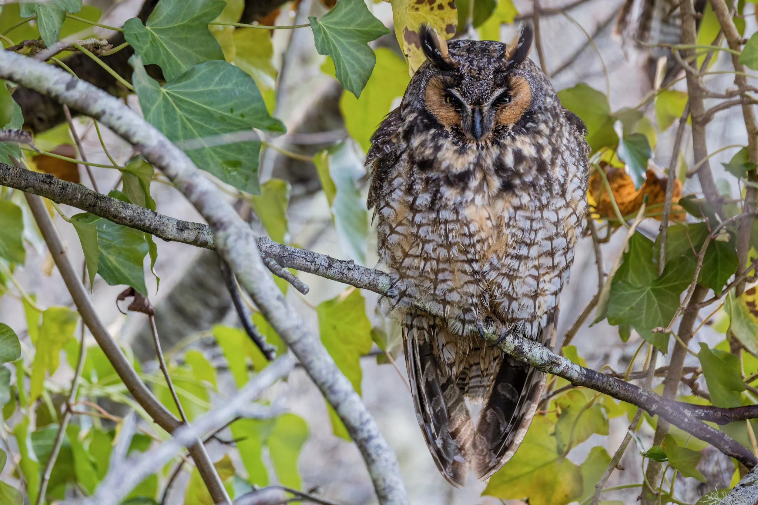 Long Eared Perch (Dec. 2022)