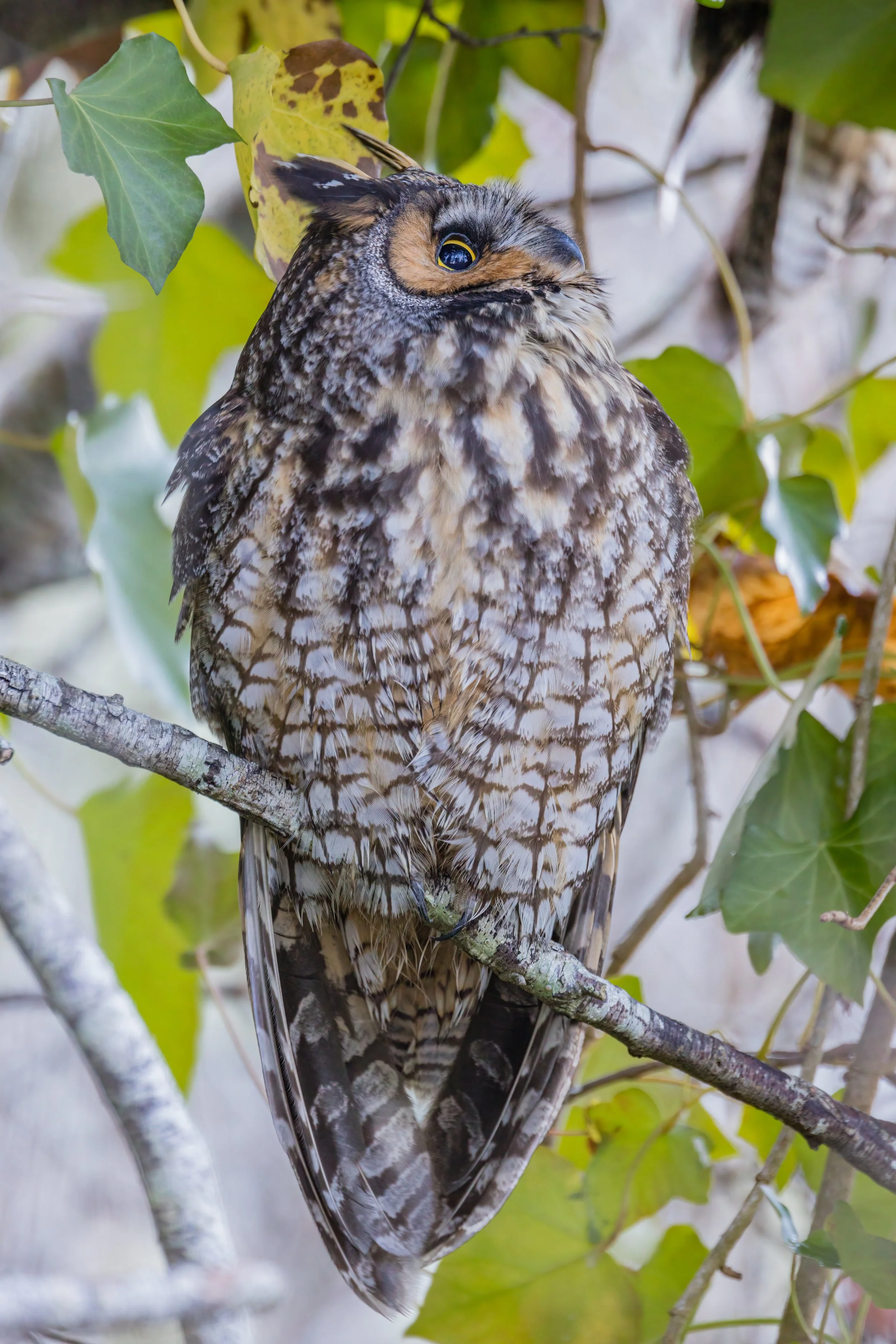 Looking Up (Dec. 2022)