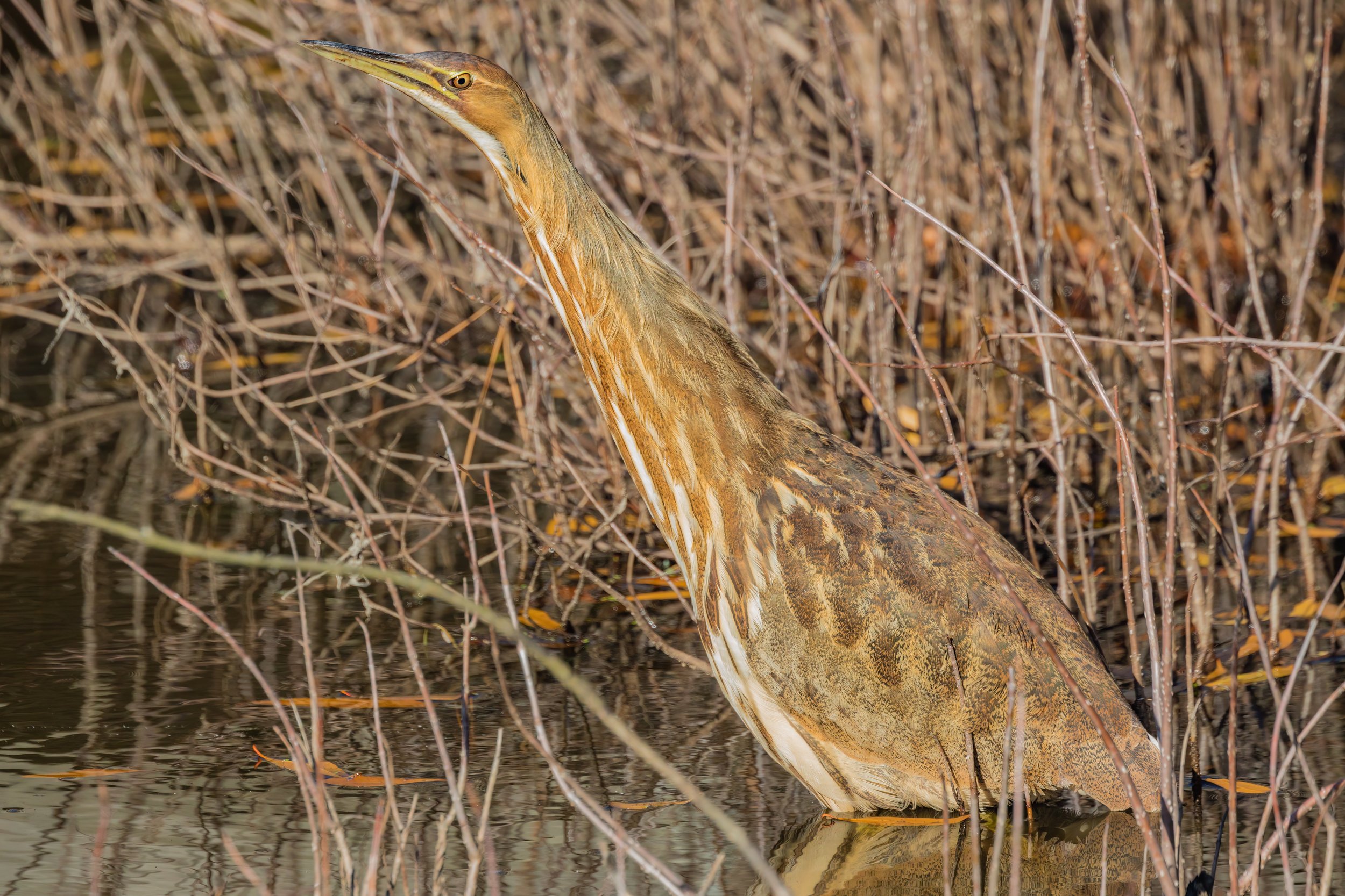 Bittern Scouting Minnows. Md. (Dec. 2022)