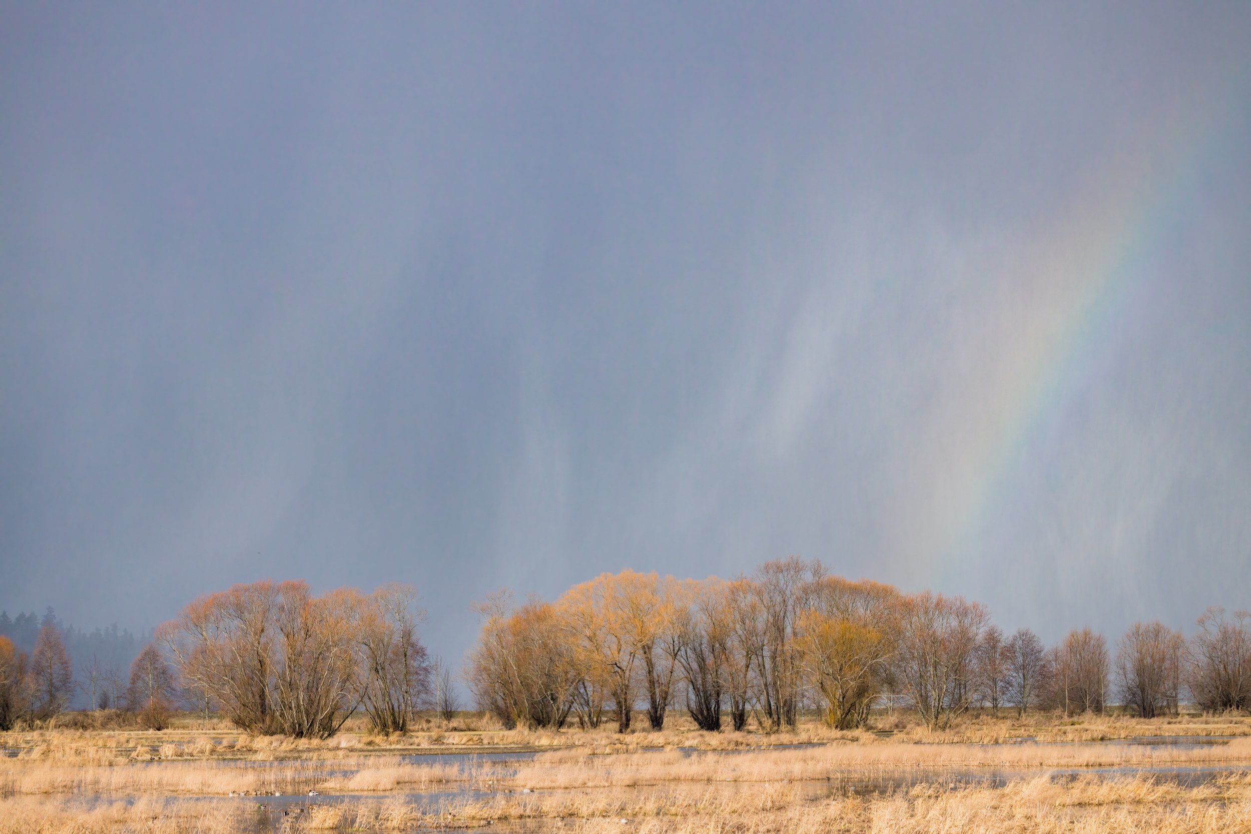Winterbow. Olympia, Wash. (Dec. 2022)
