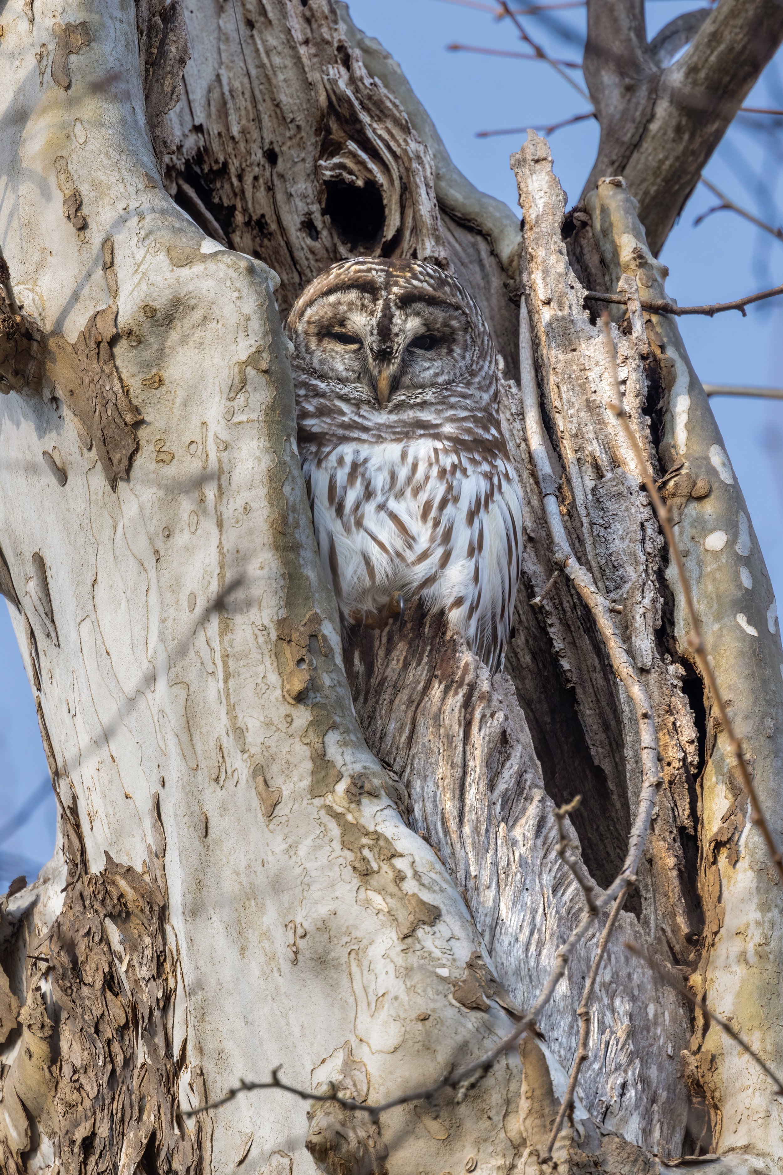 Sycamore Roost (Jan. 2023)