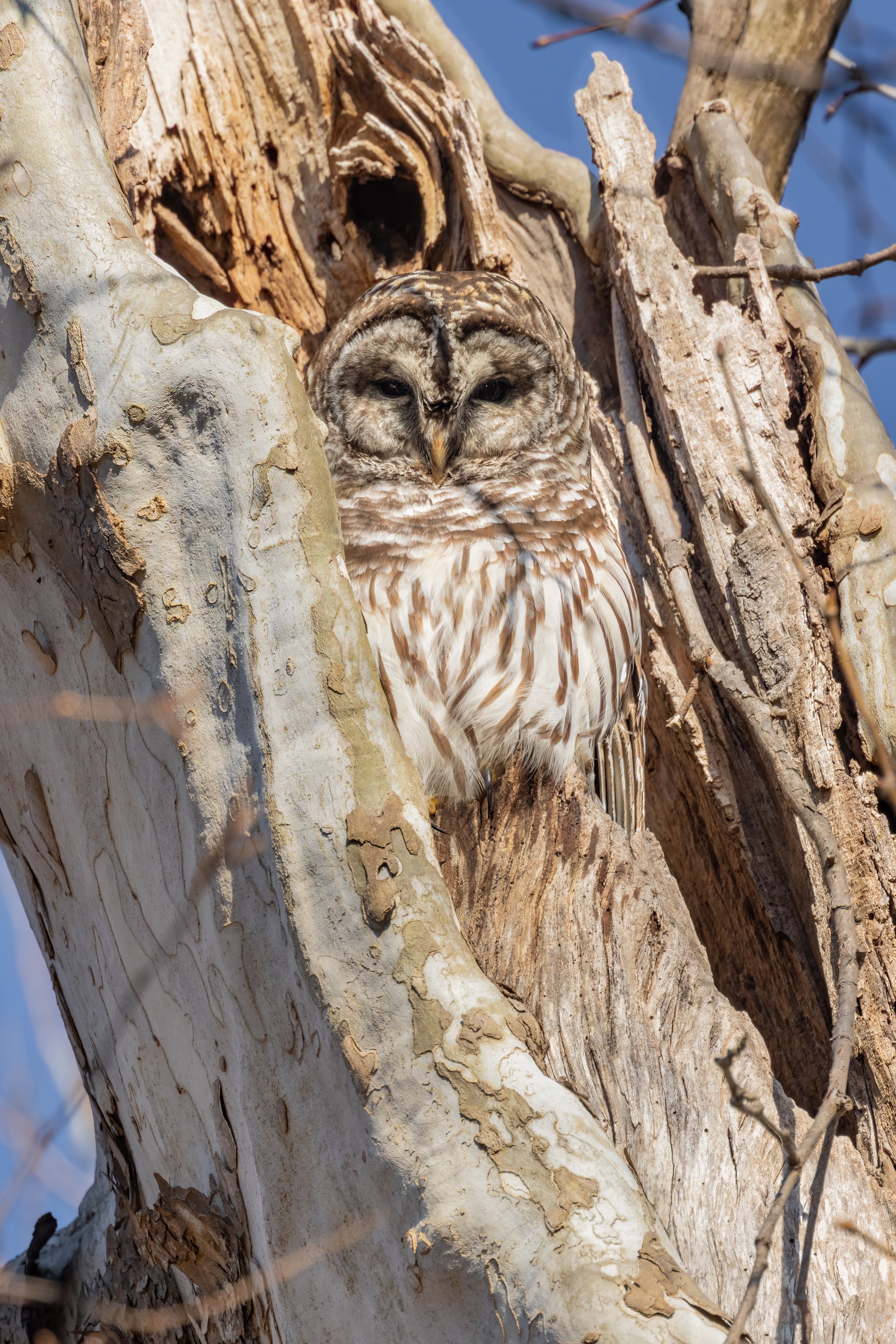 Basking In Winter Sun (Jan. 2023)