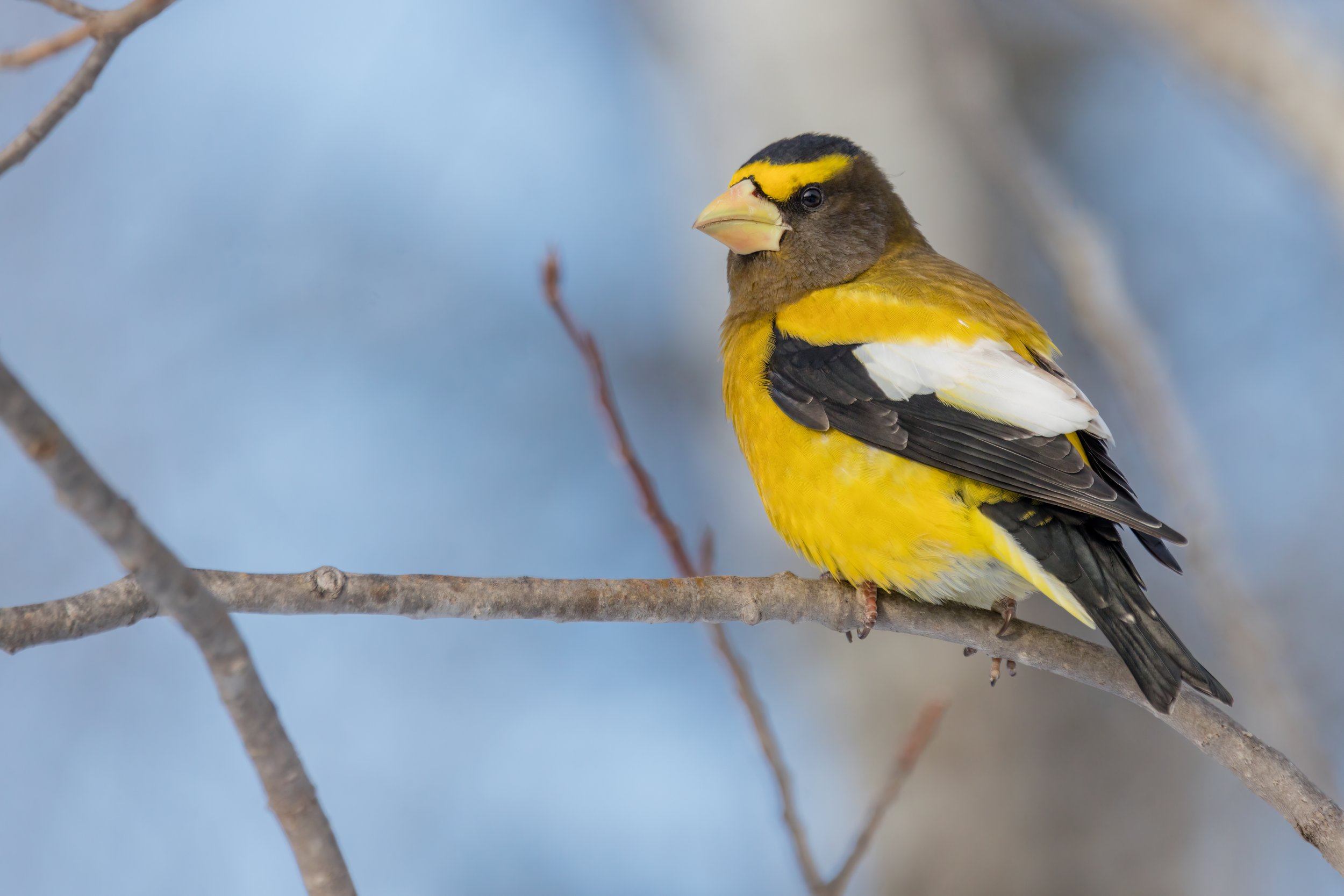 Winter Color. Sax-Zim Bog, Minn. (Jan. 2023)