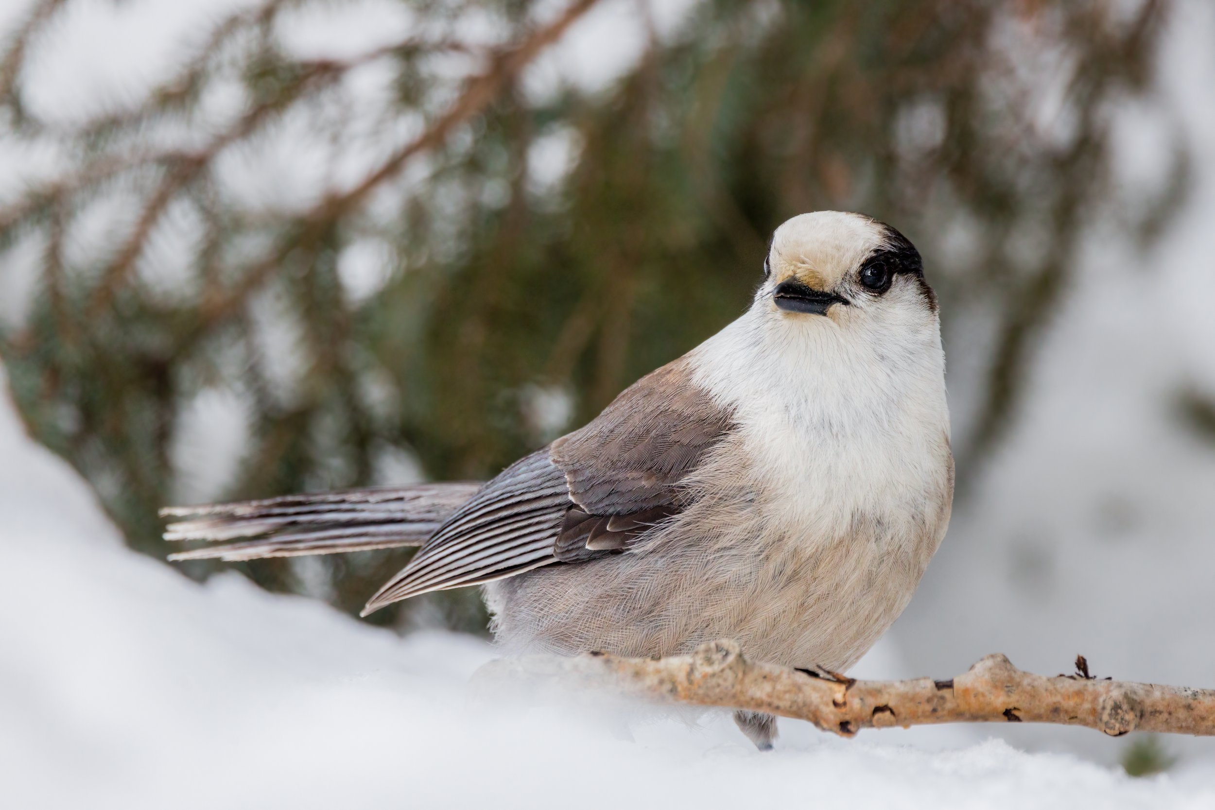 Winter Jay. Sax-Zim Bog, Minn. (Jan. 2023)