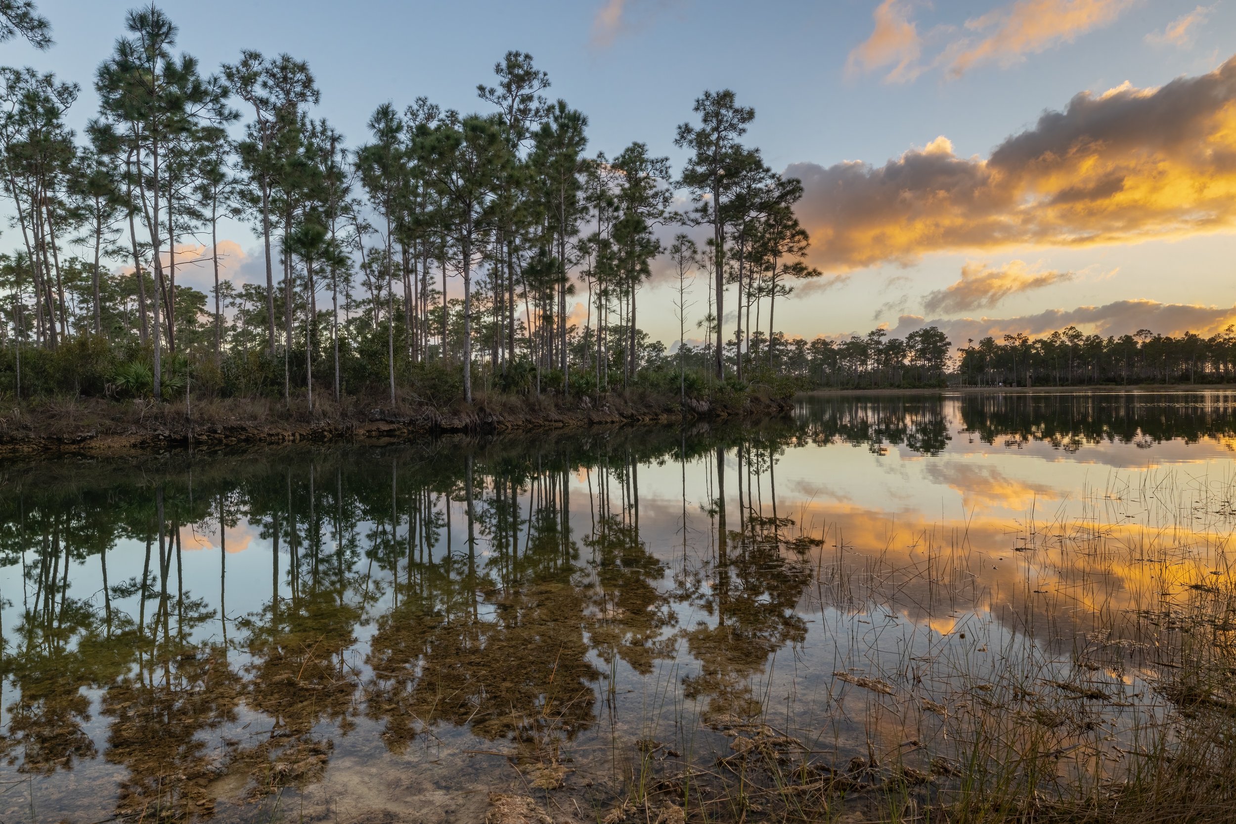 Long Pine Sunset. Everglades N.P., Fla. (Feb. 2023)