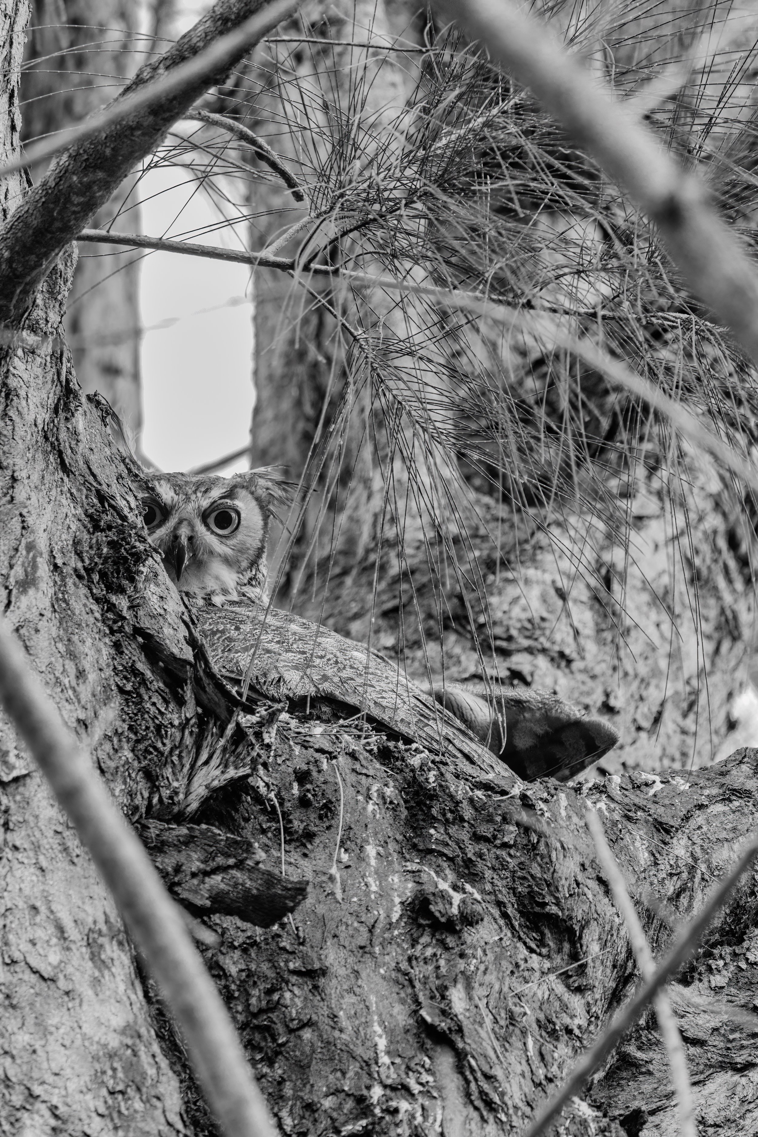 Nesting Season (Feb. 2023)