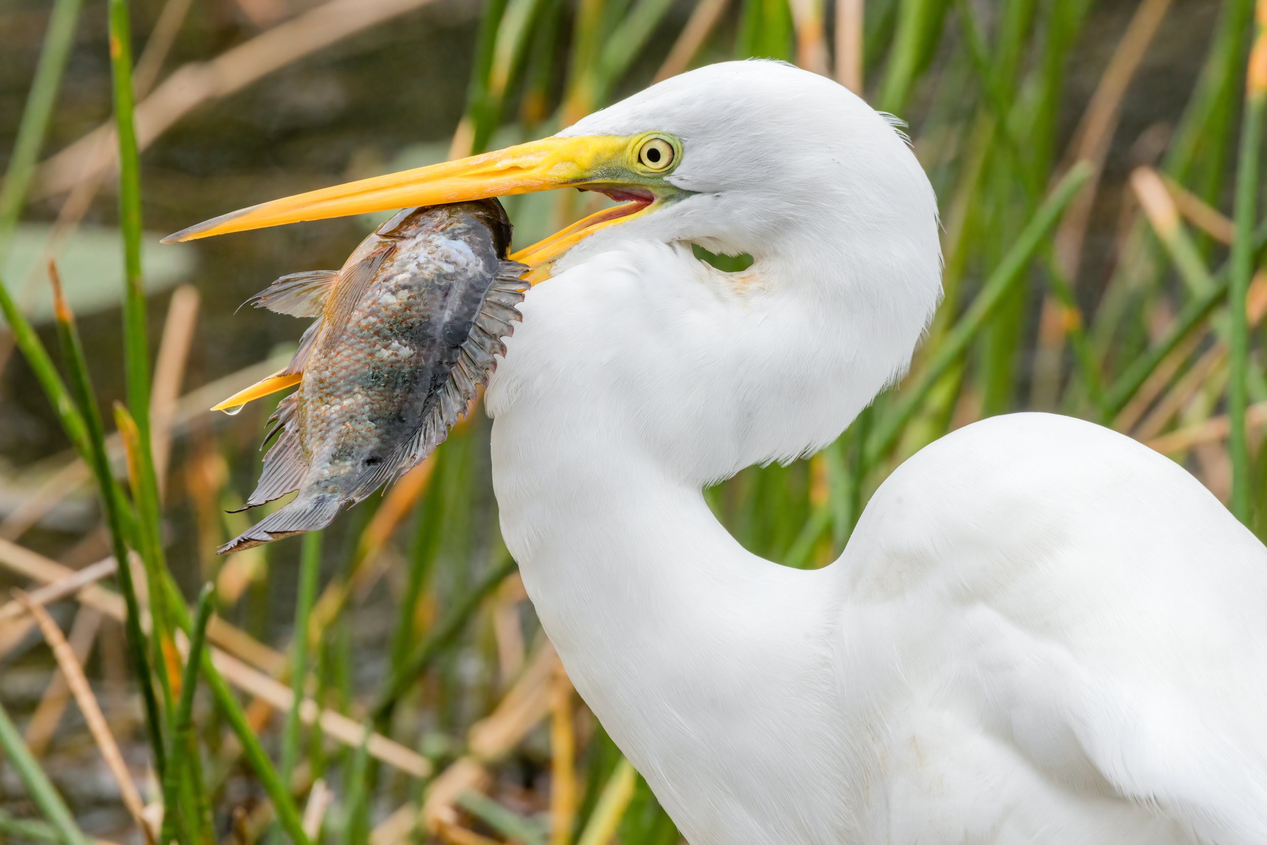 Chow Down. Everglades N.P., Fla. (Feb. 2023)