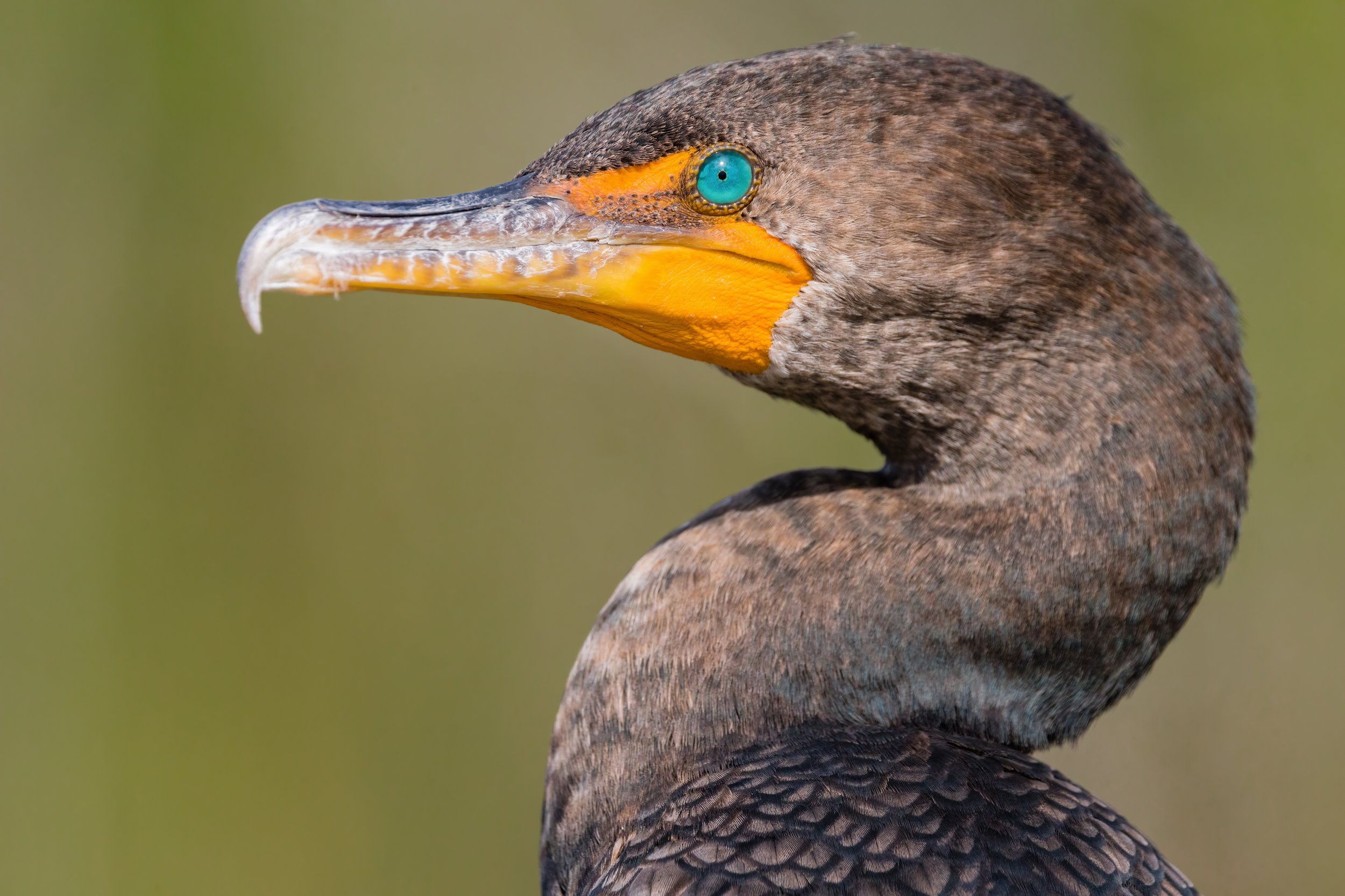 In Profile. Everglades N.P., Fla. (Feb. 2023)