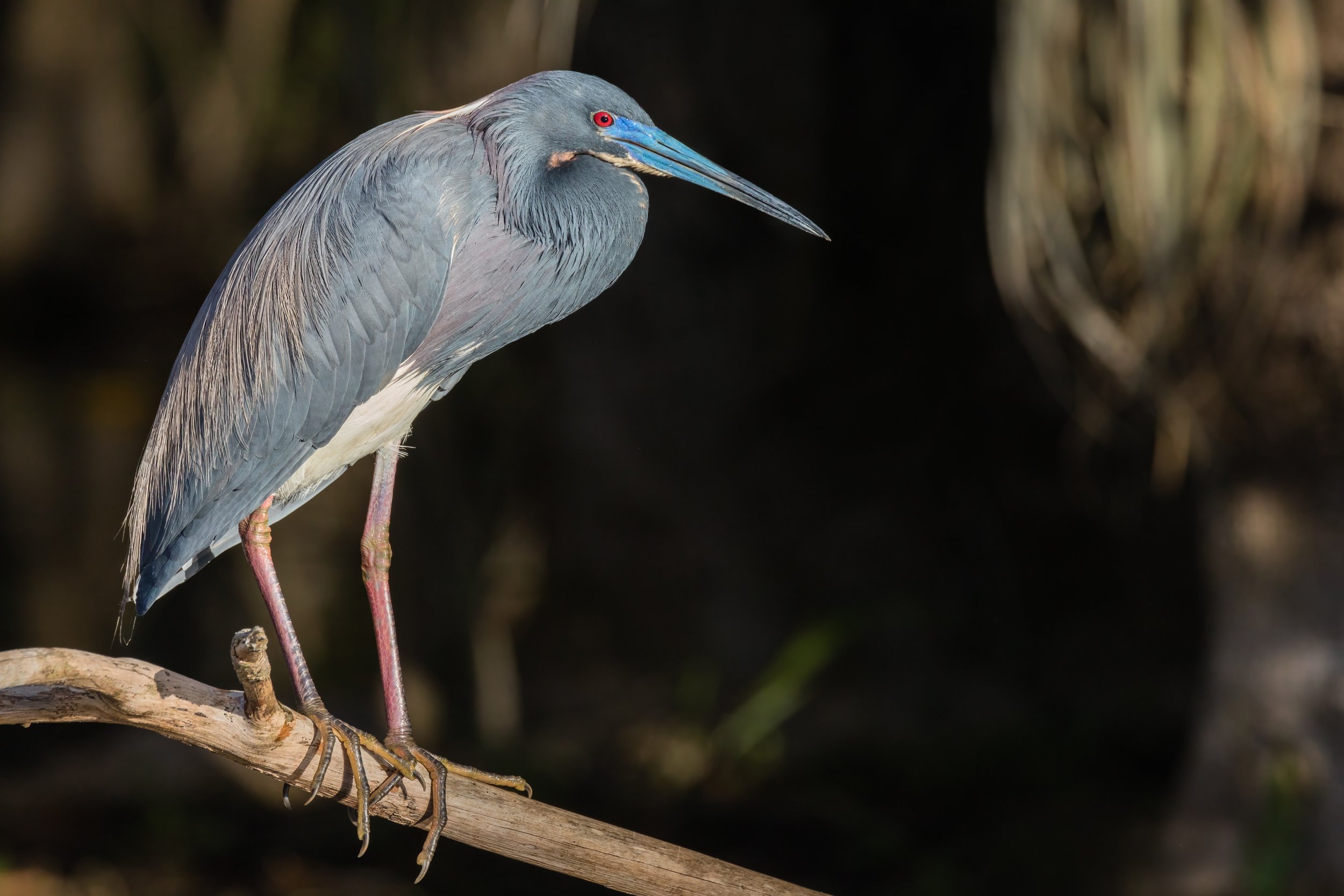 Spotlight. Big Cypress Preserve, Fla. (Feb. 2023)