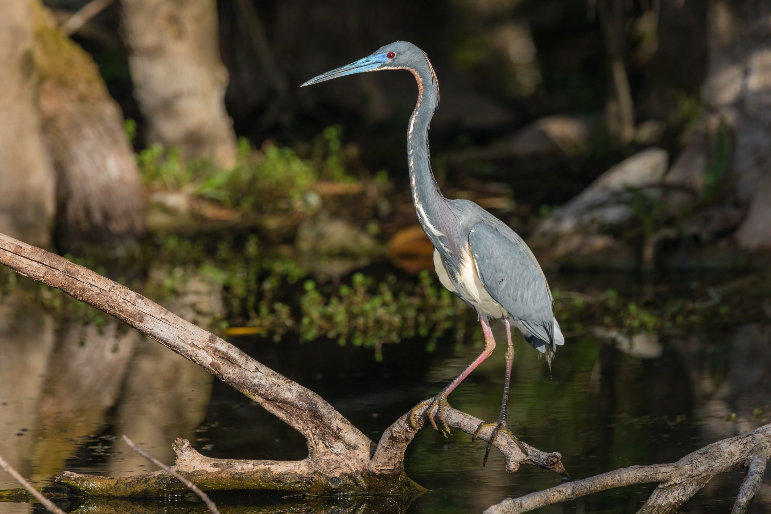 Illuminated. Big Cypress Preserve, Fla. (Feb. 2023)