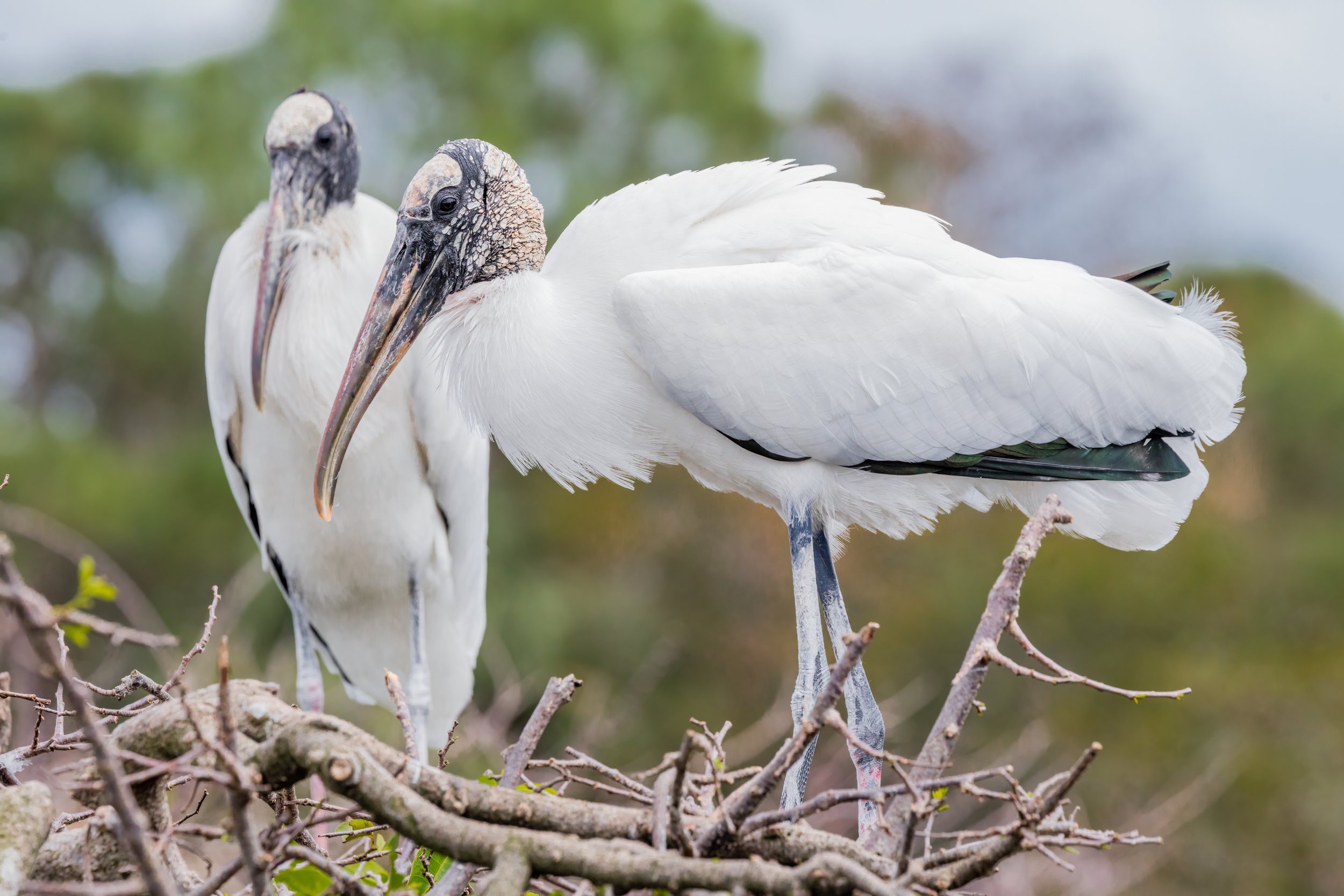 Nesting Wood Storks. Florida (Feb. 2023)