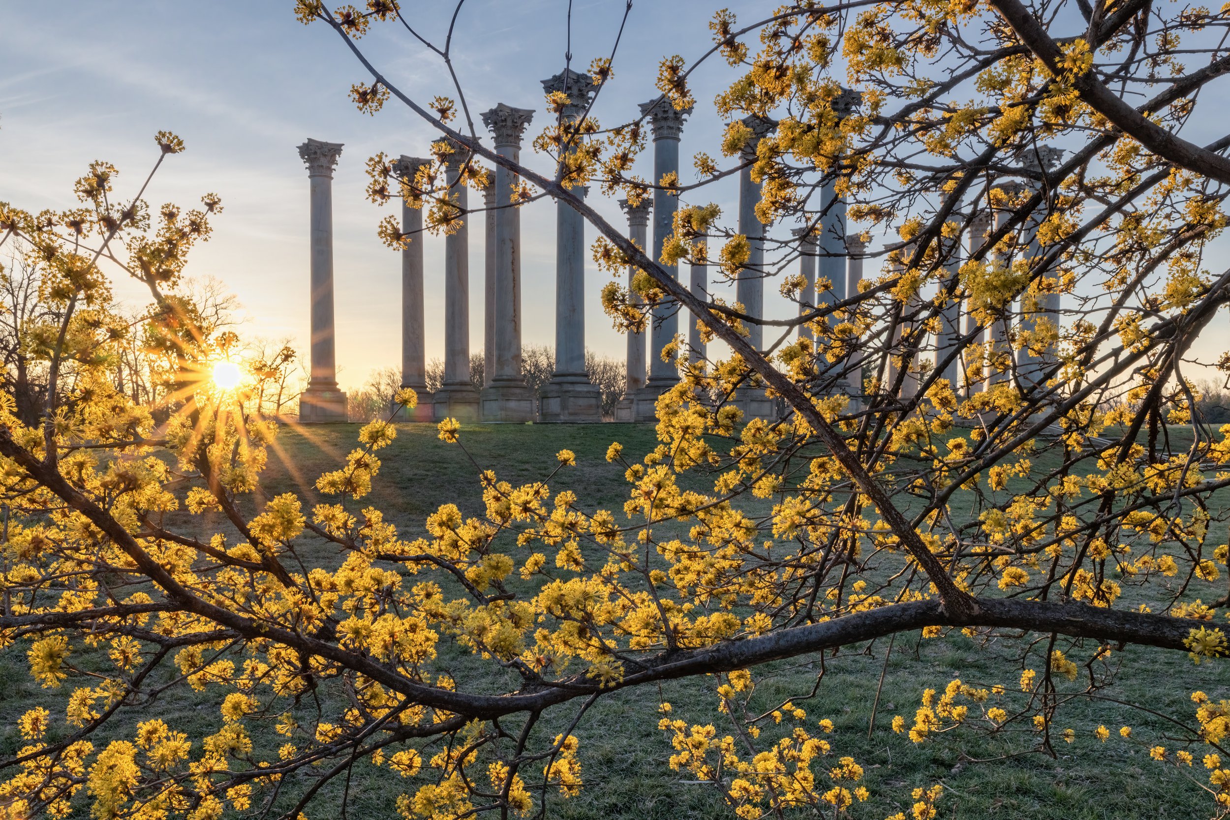 Spring Rising. Washington, D.C. (Mar. 2023)