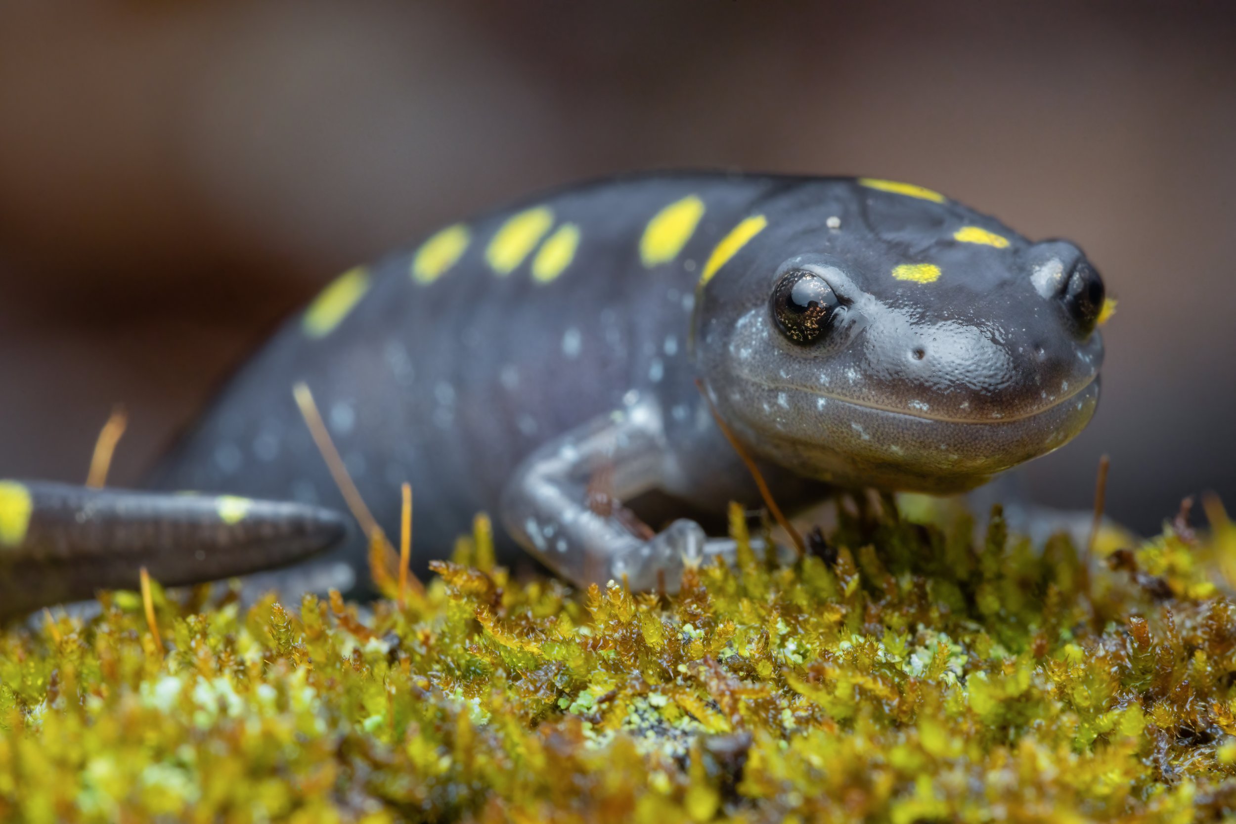 Spotted Salamander. Virginia (Mar. 2023)