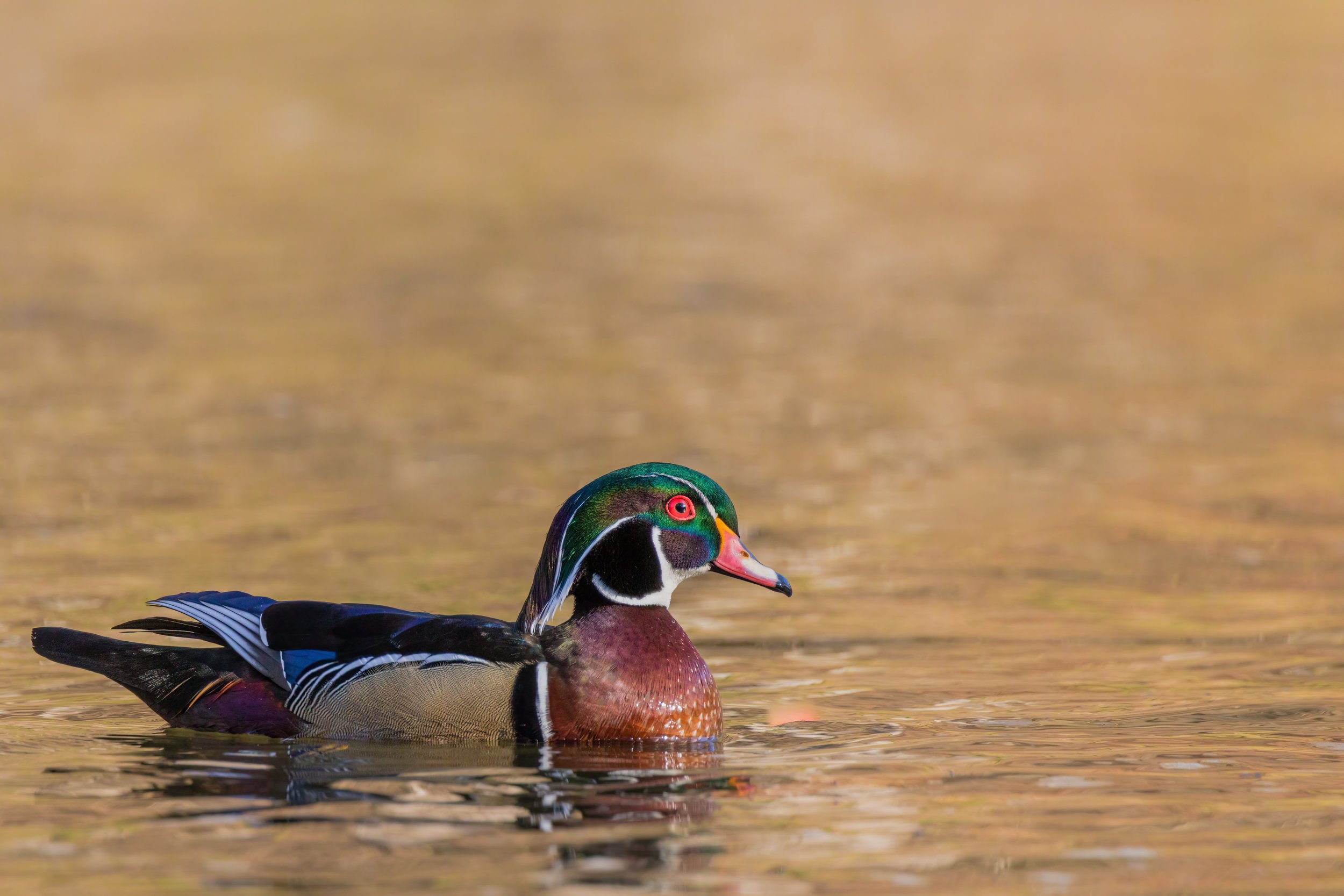 Water Colors. Washington, D.C. (Mar. 2023)