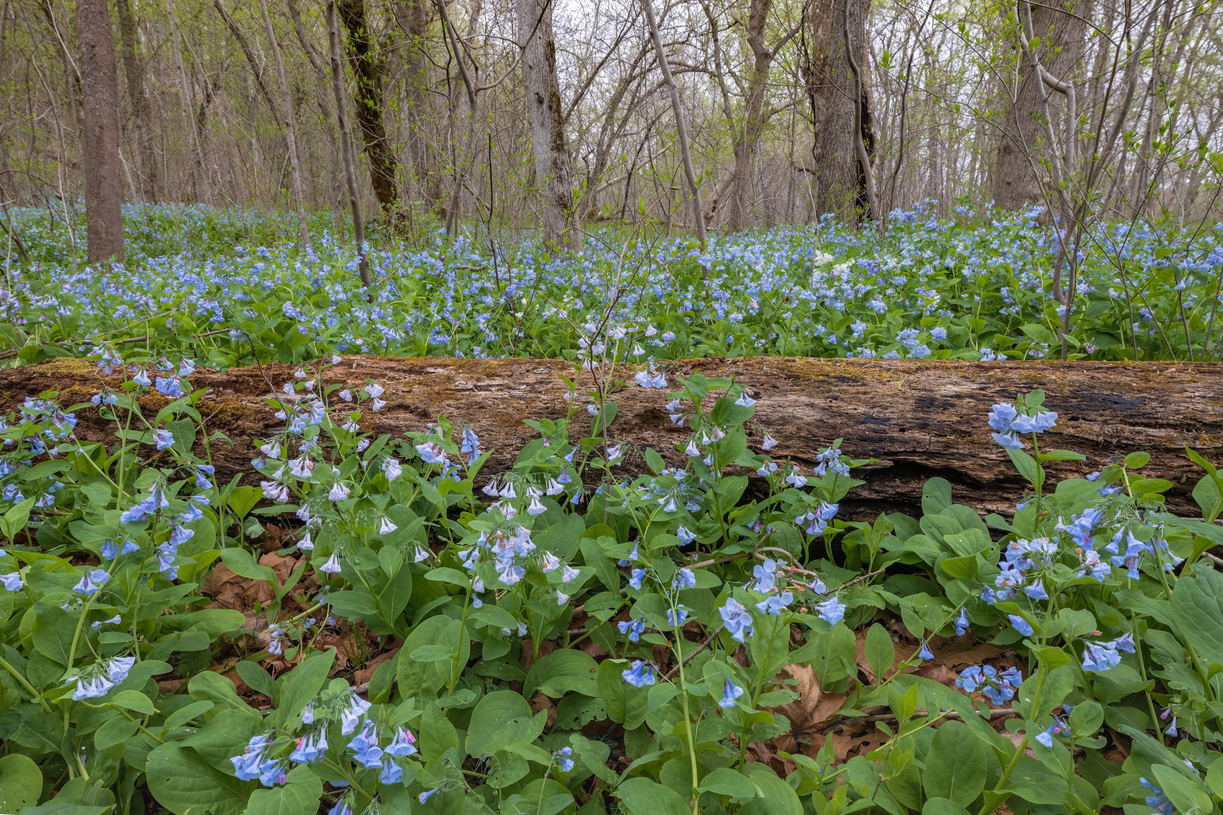 Spring Season. Virginia (Apr. 2023)