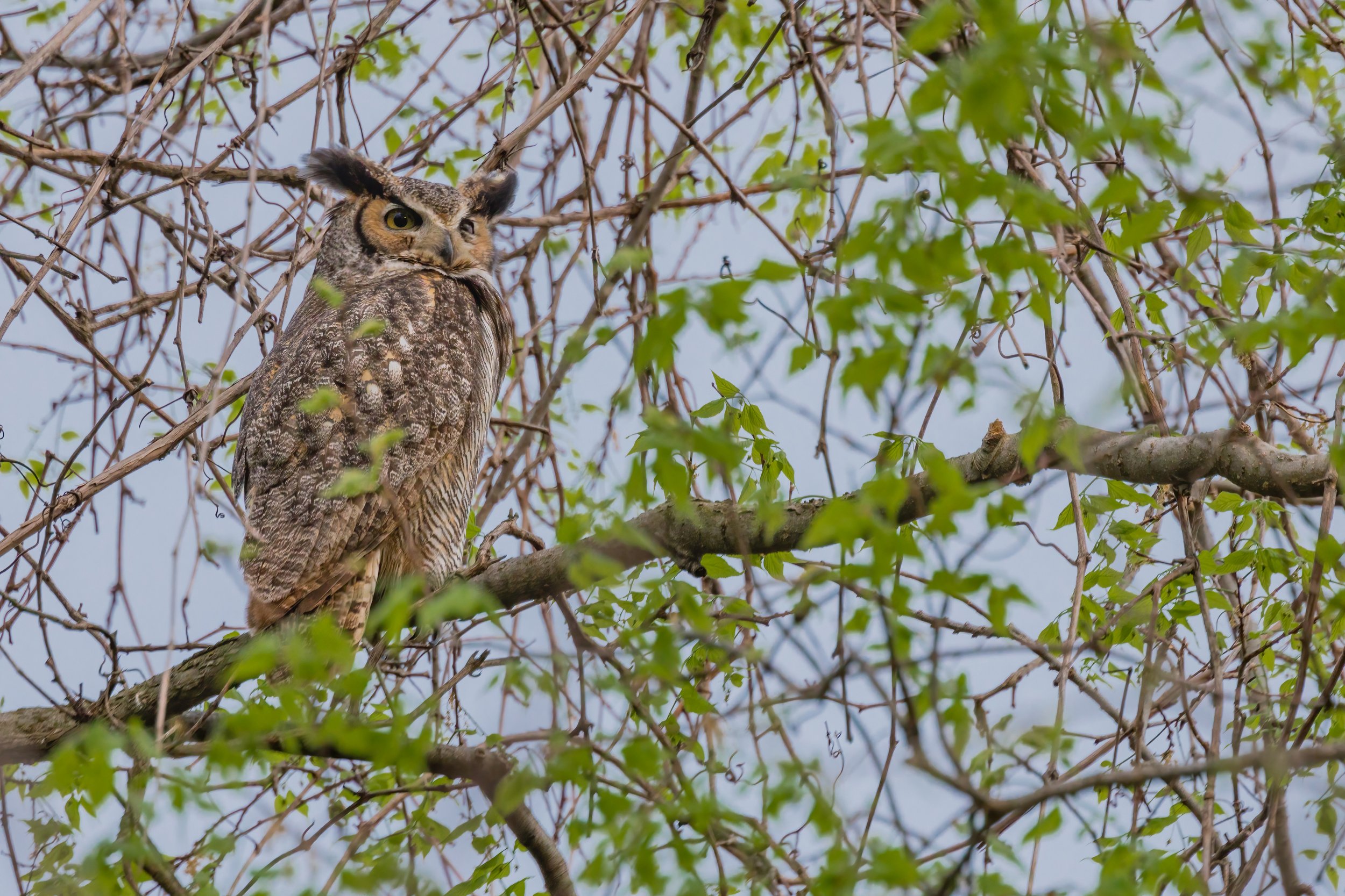 Great Horned At Golden Hour (Apr. 2023)