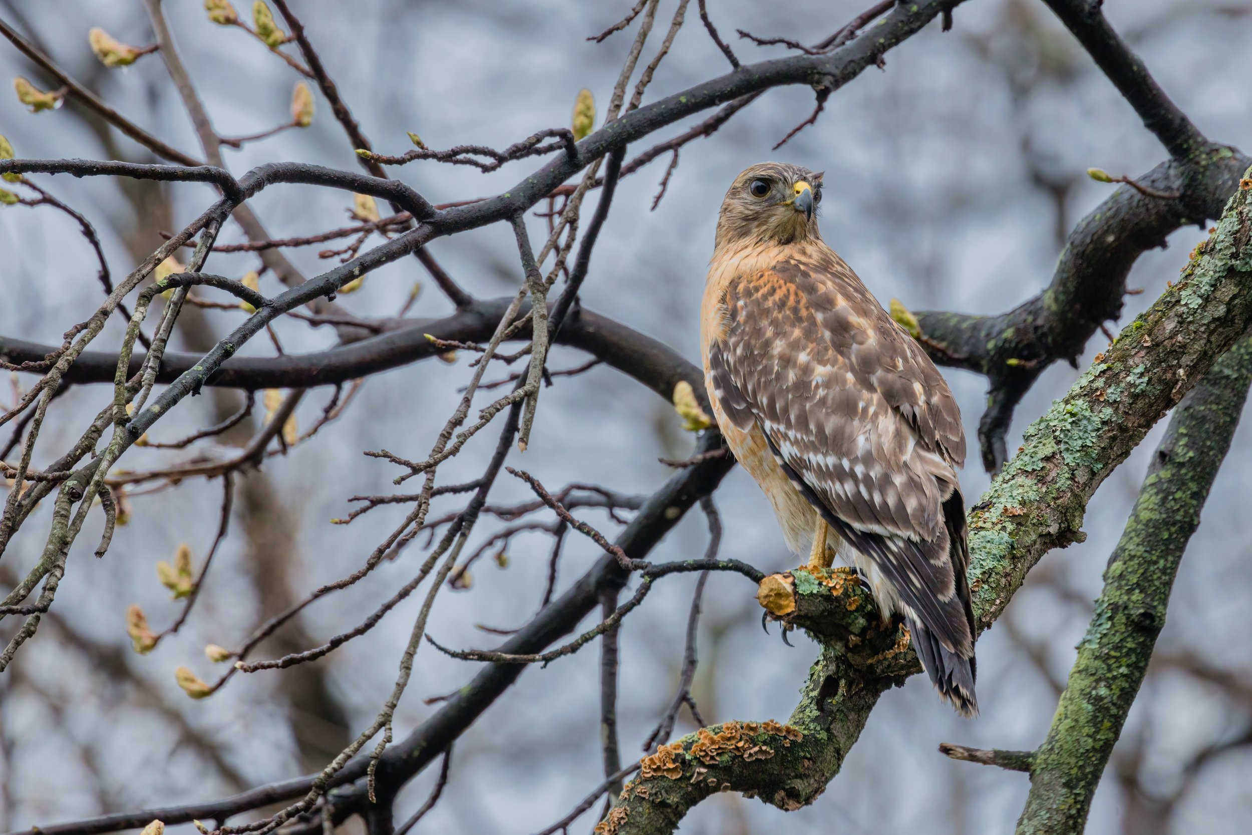 Soggy Feathers. Md. (Apr. 2023)