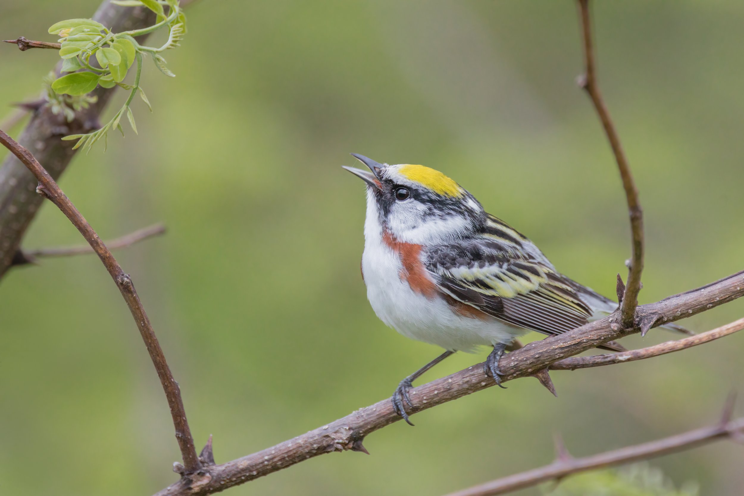 Chestnut-Sided Warbler (May 2023)