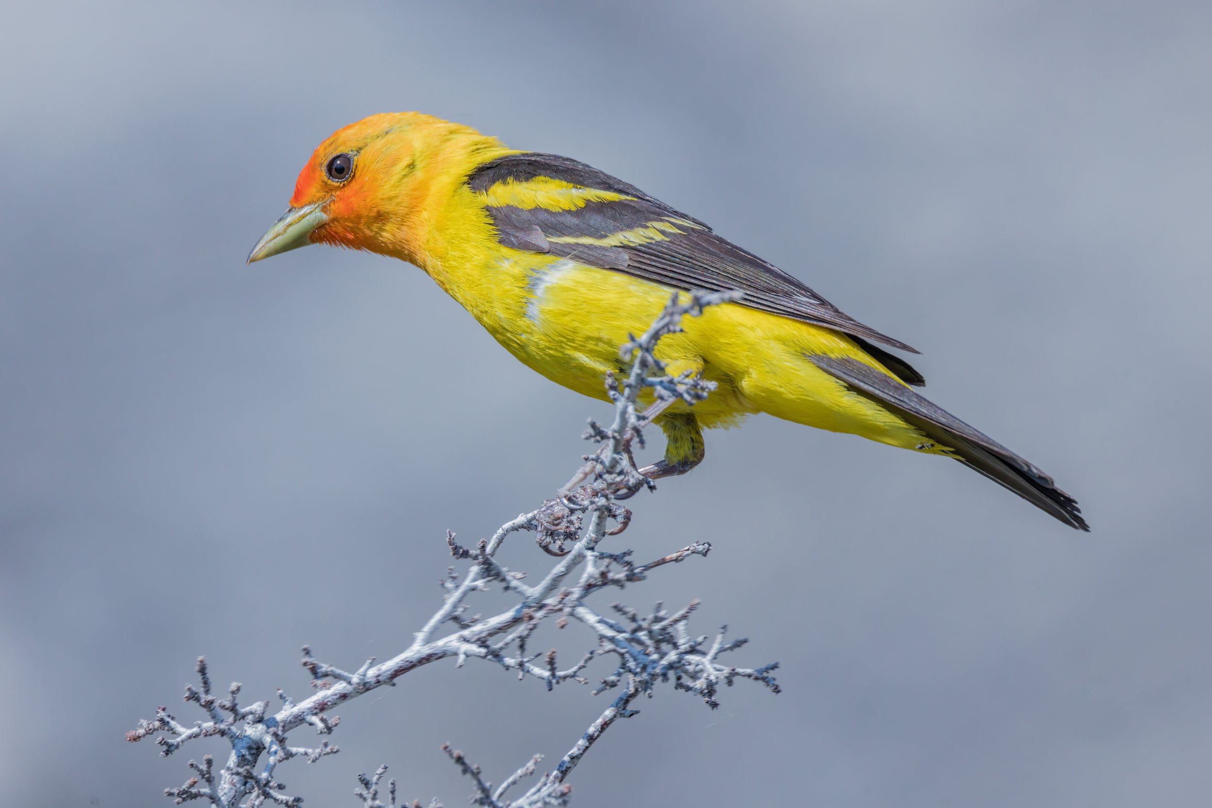 Western Tanager. Tahoe, Nev. (June 2023)