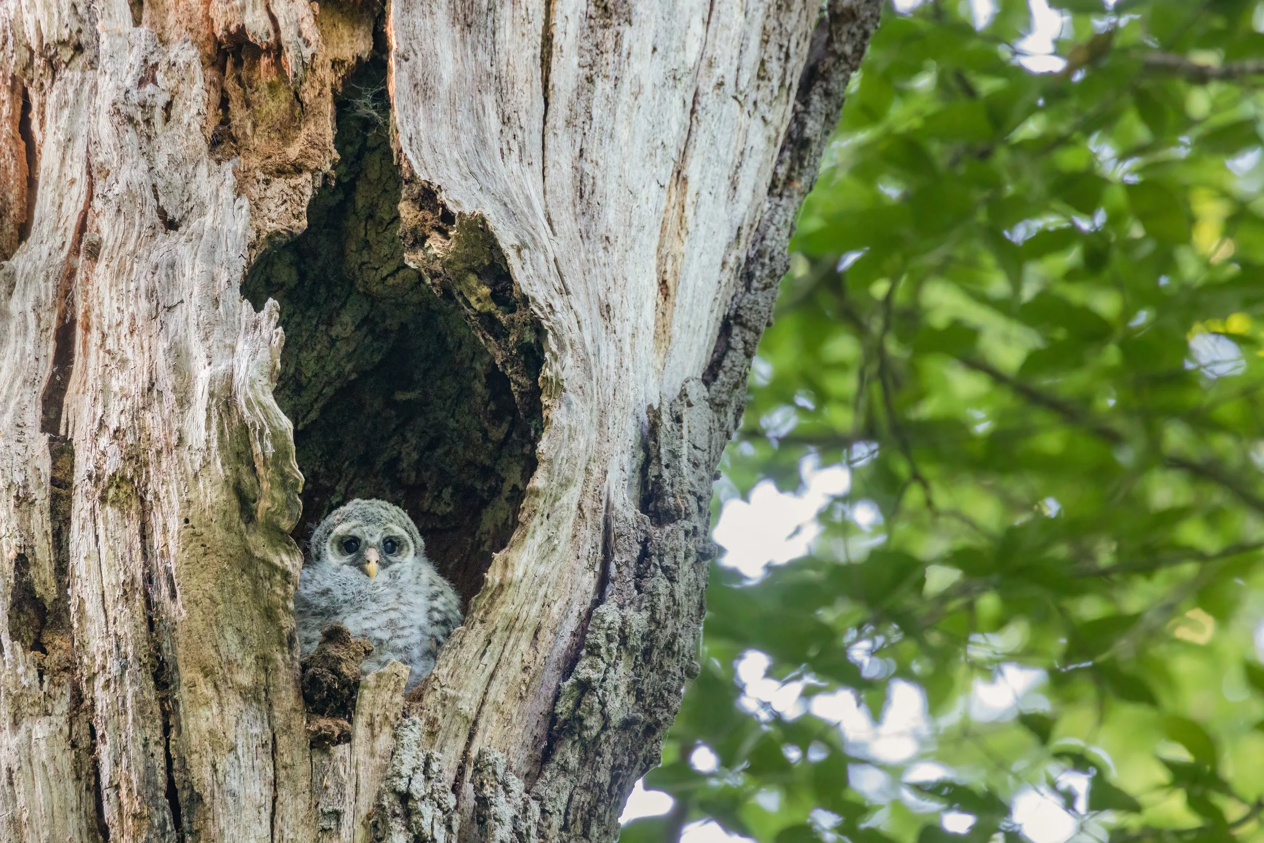 Not Long Now (June 2023)