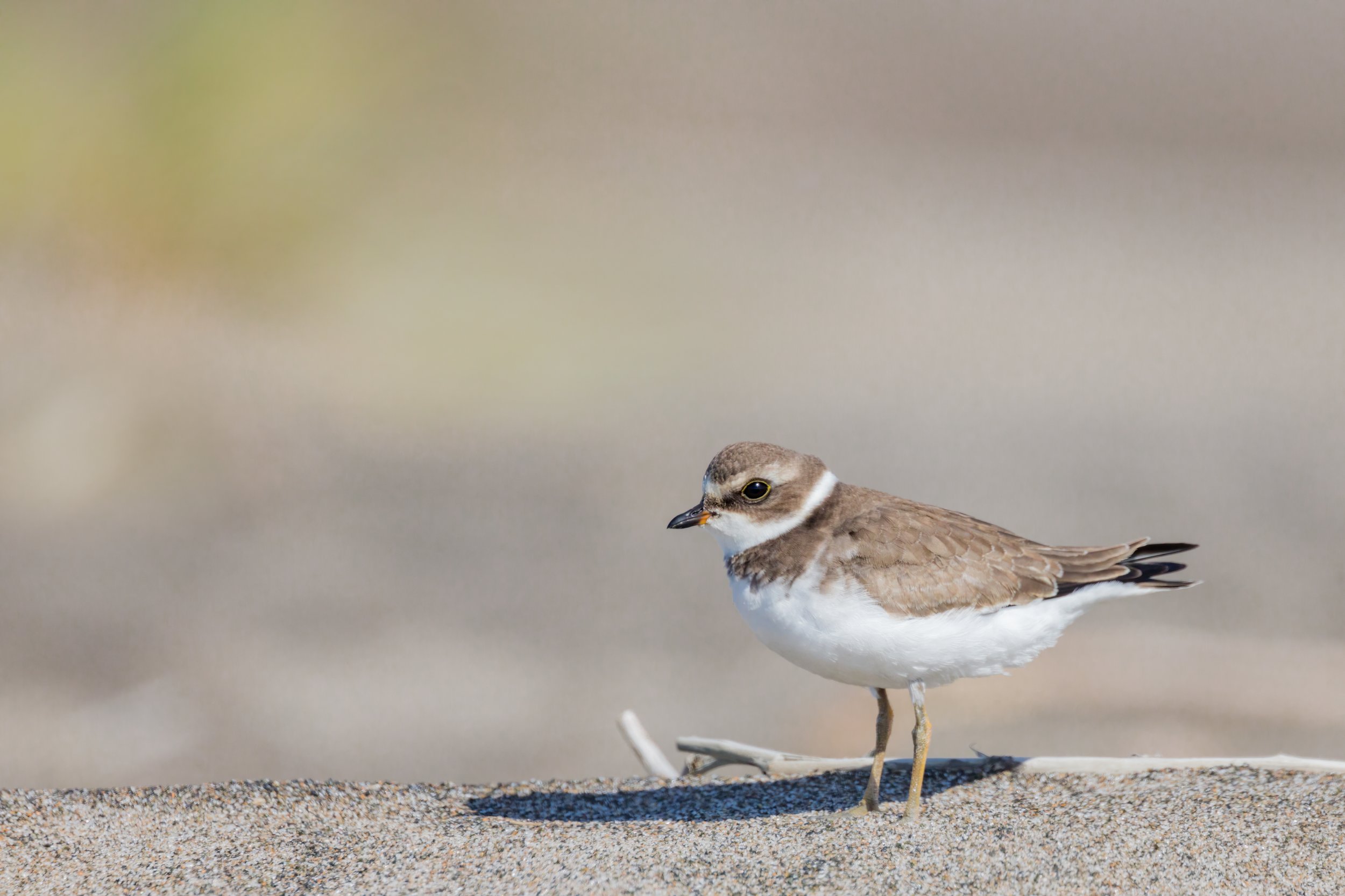 Plover. Oregon (Aug. 2023)