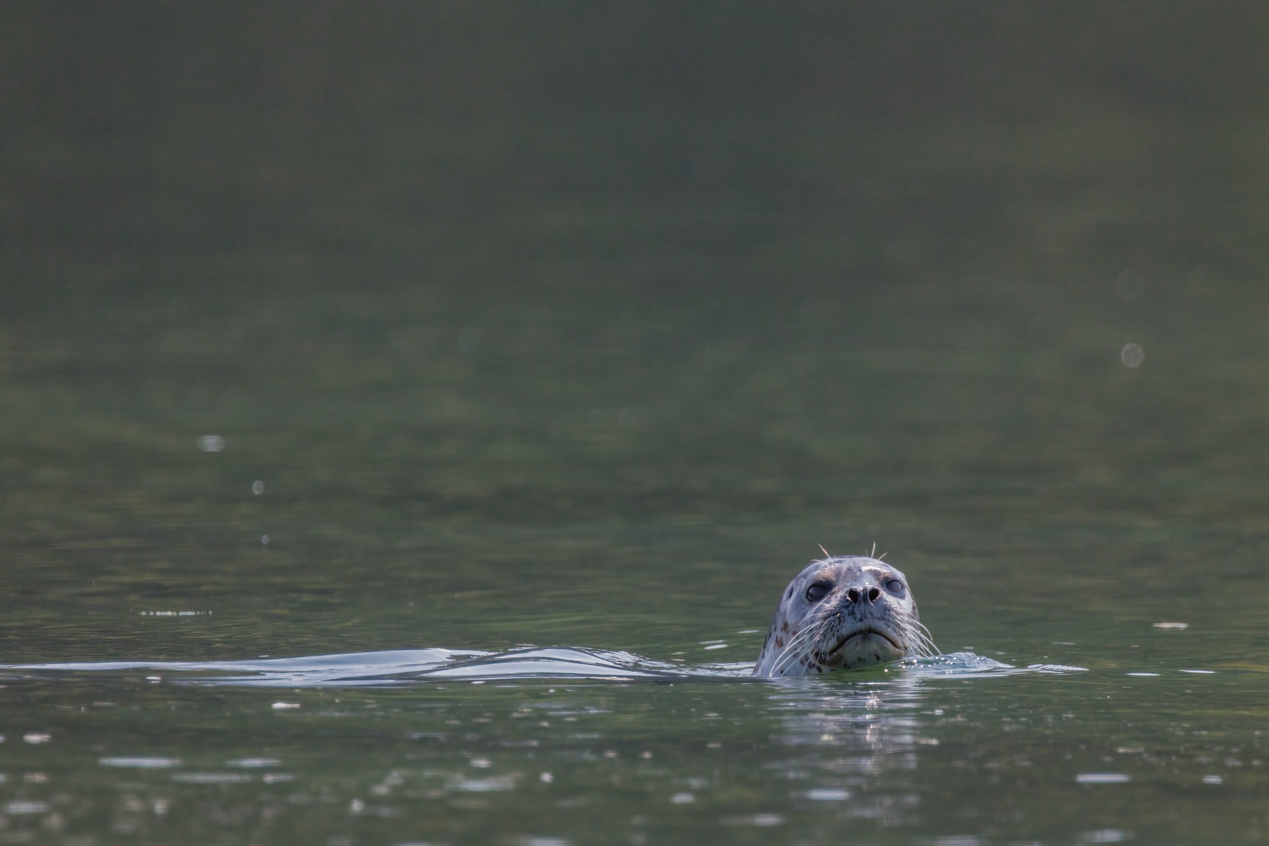 Nestucca Seal. Oregon (Aug. 2023)