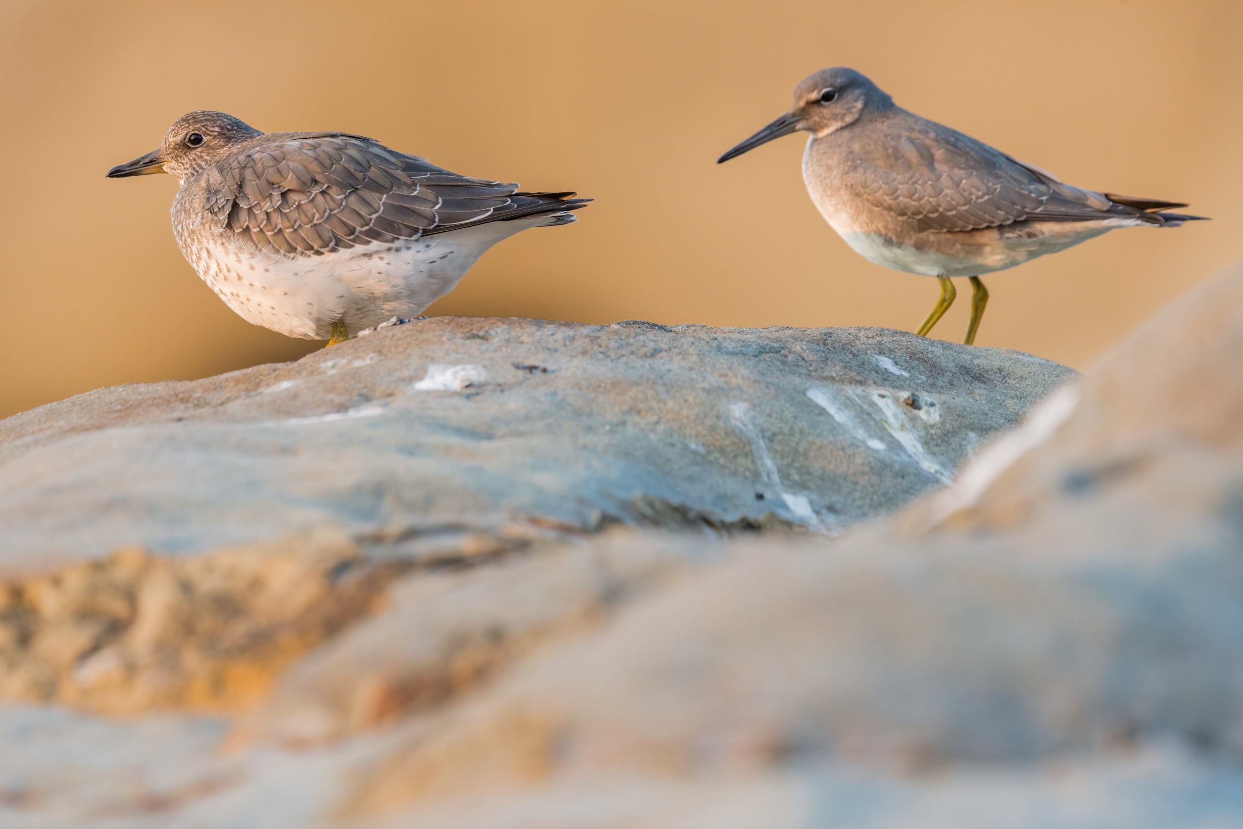 Surfbirds At Sunset. Pacific City, Ore. (Aug. 2023)