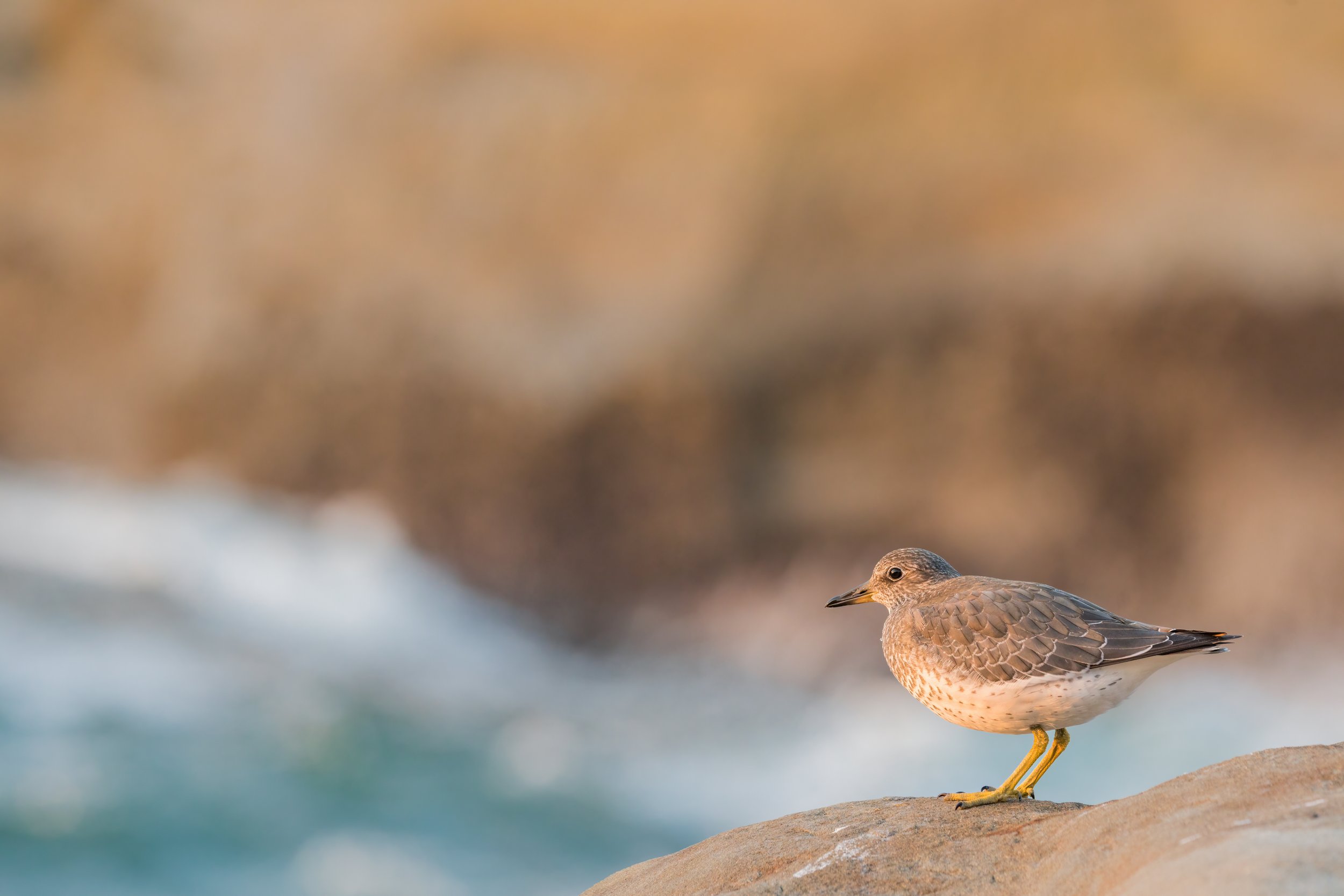 Surfbird At Sunset. Pacific City, Ore. (Aug. 2023)
