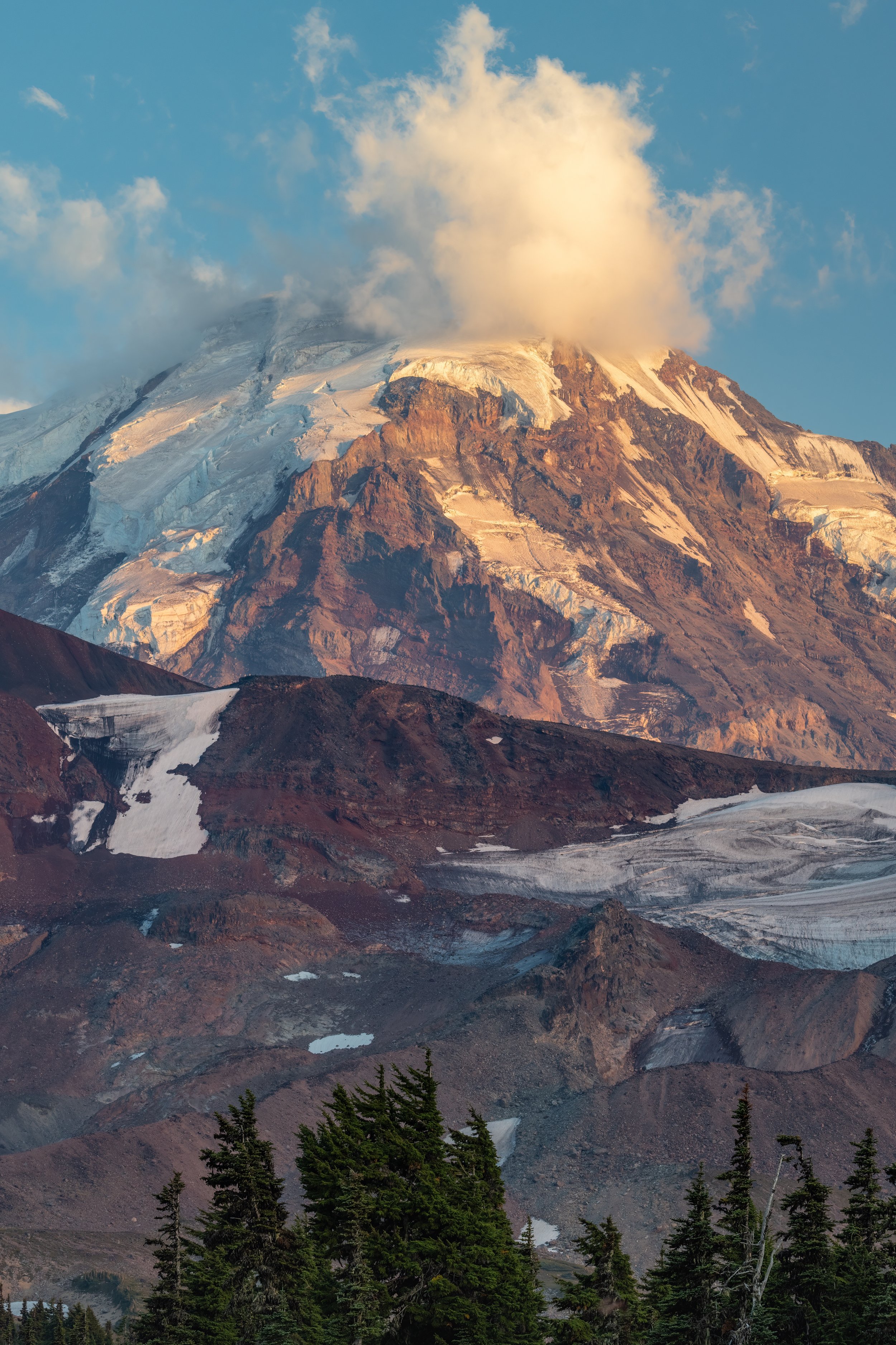 Golden Tahoma. Rainier N.P., Wash. (Aug. 2023)