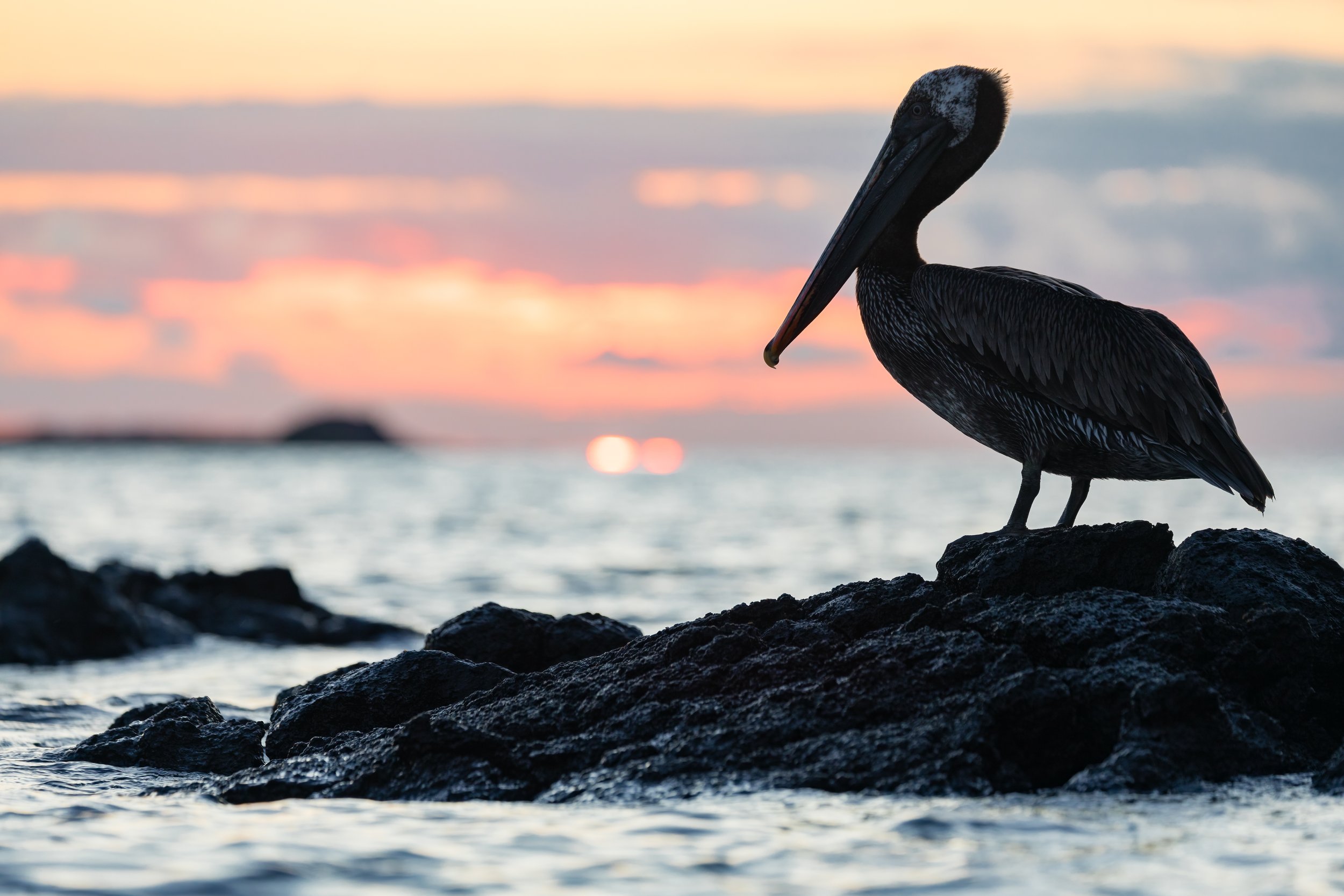 Sunset Silhouette. Galapagos, Ecuador (Oct. 2023)