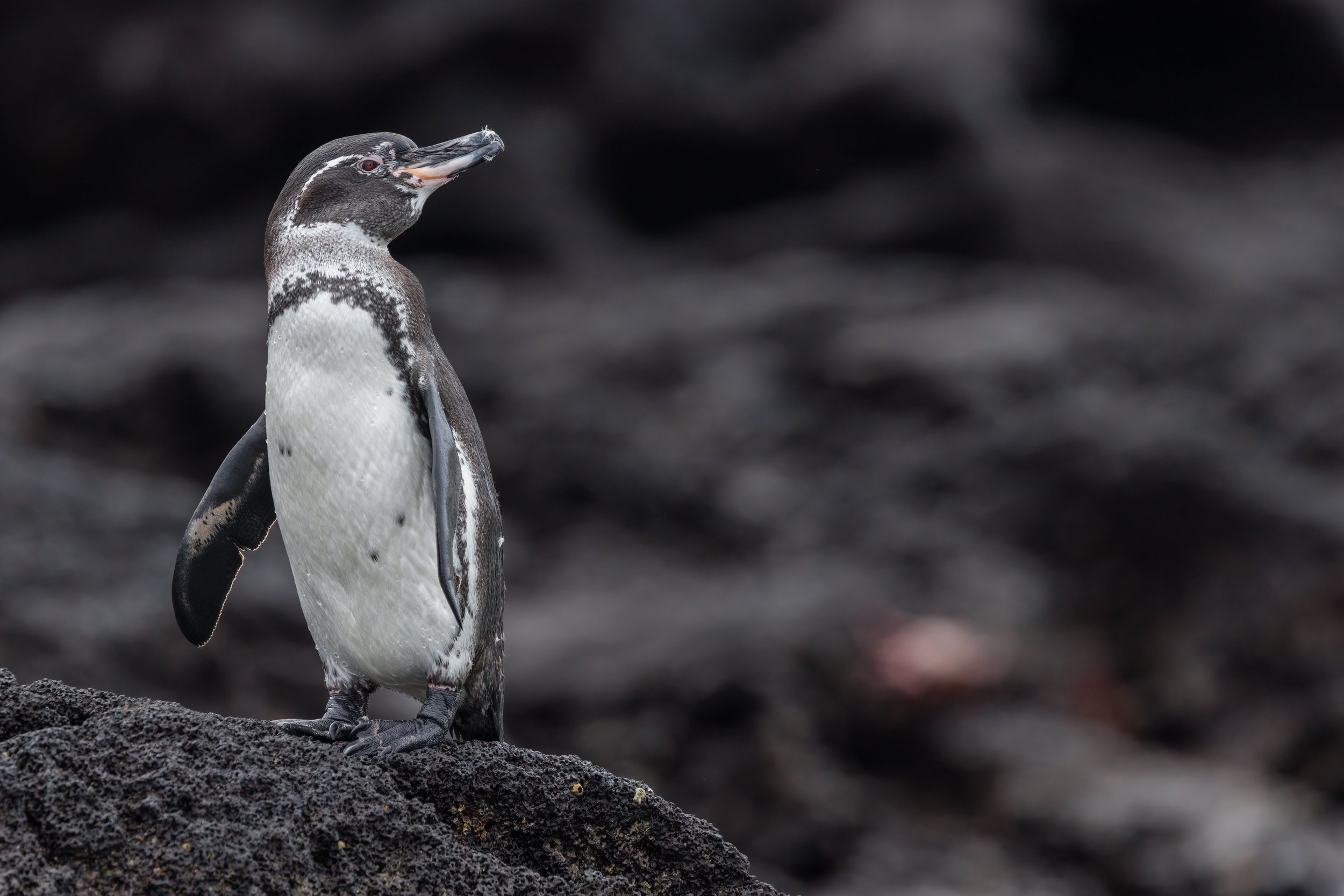 Standing Almost Tall. Galapagos, Ecuador (Oct. 2023)