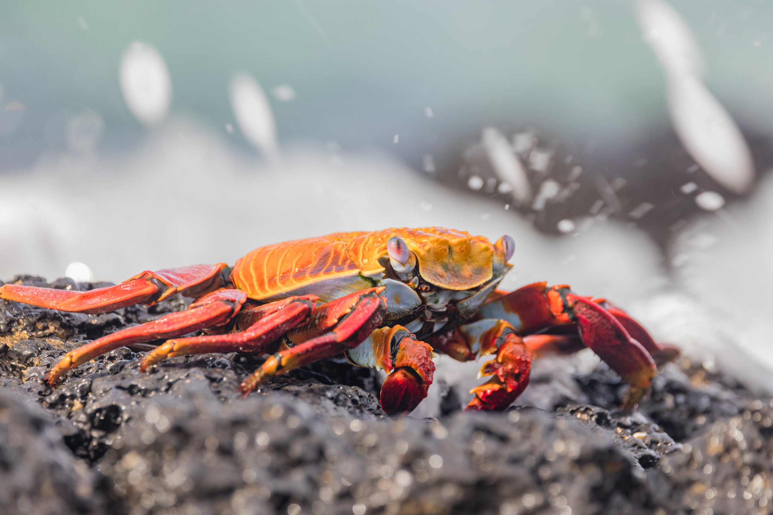 Splash Park. Galapagos, Ecuador (Oct. 2023)