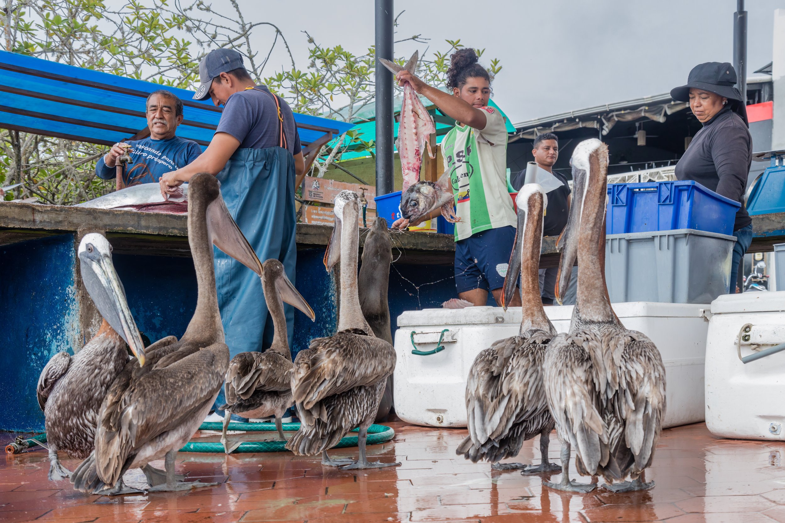 Waiting Game. Galapagos (Oct. 2023)