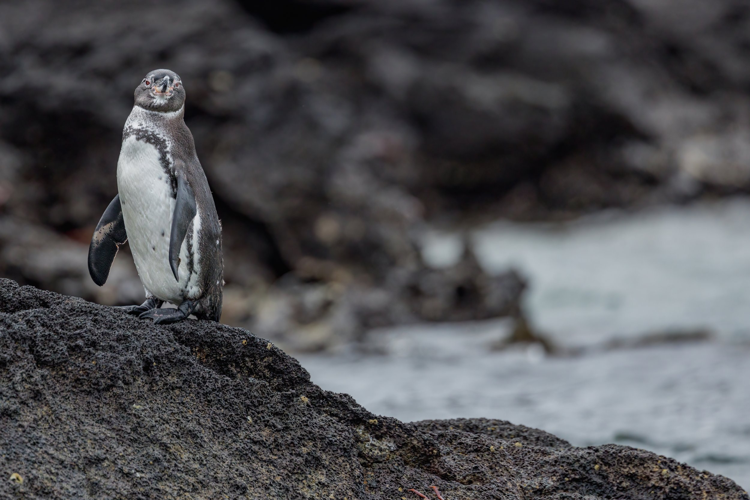 Galapagos Penguin. Galapagos, Ecuador (Oct. 2023)
