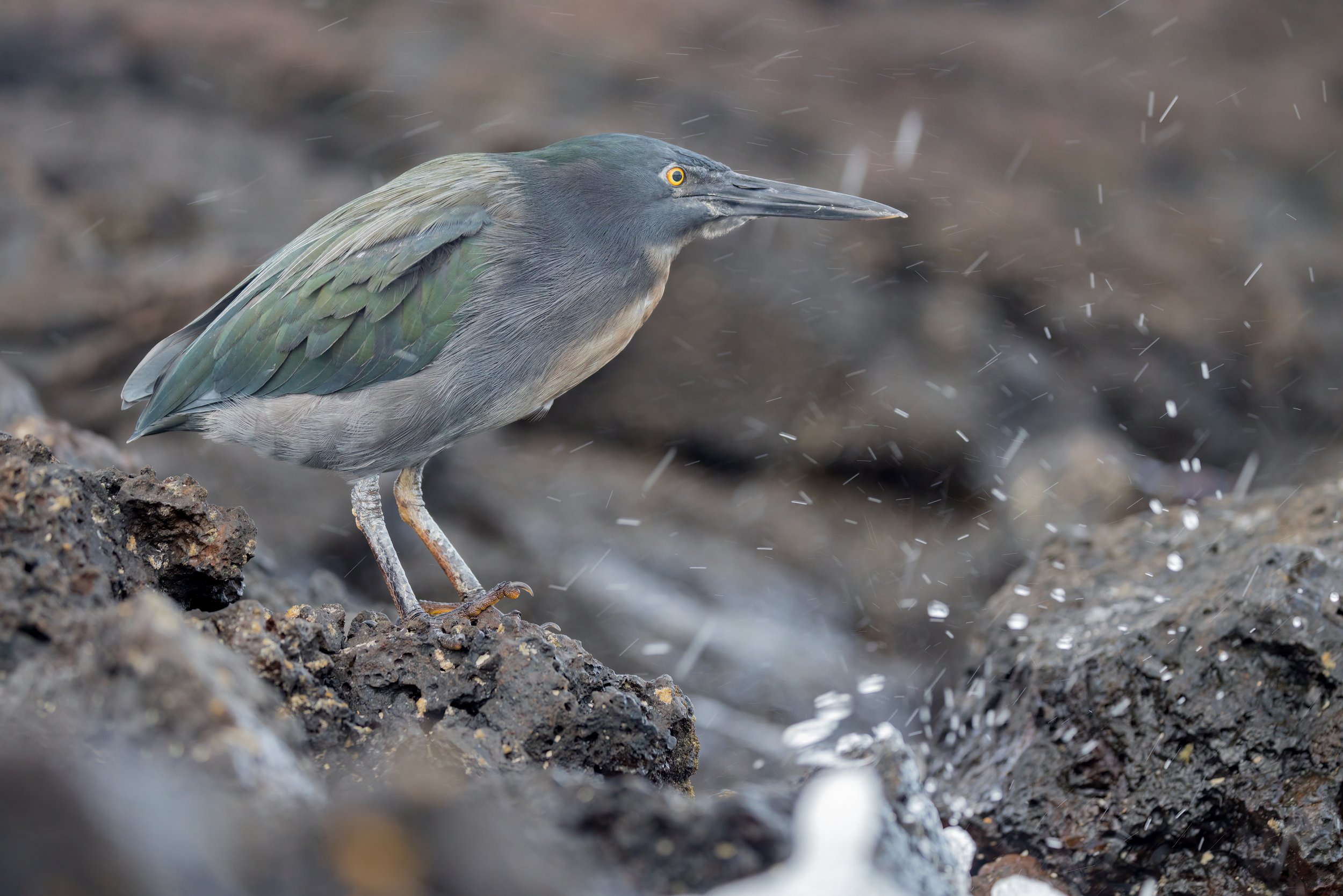 Incoming Tide. Galapagos, Ecuador (Oct. 2023)