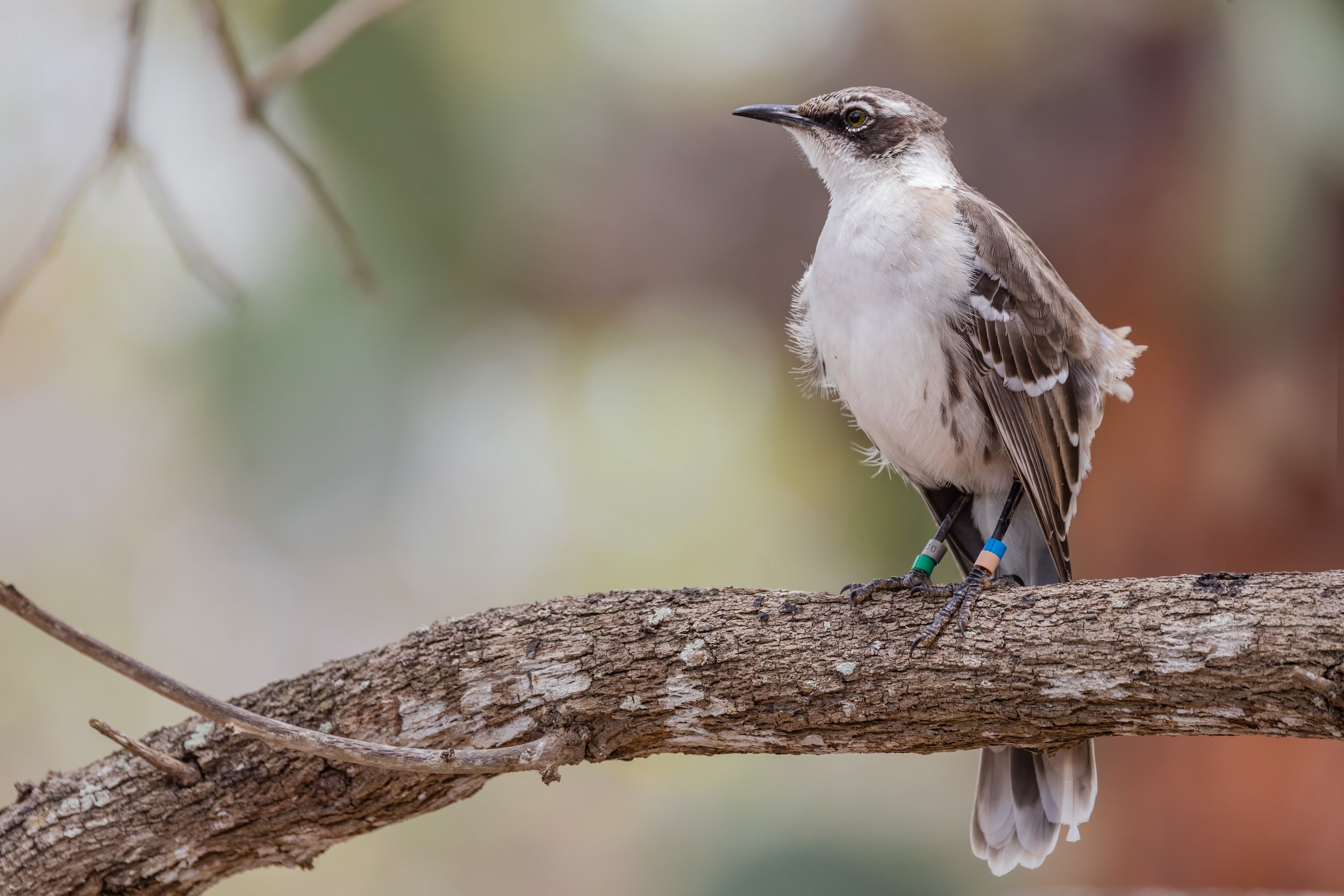 Galapagos Mockingbird. Galapagos, Ecuador (Oct. 2023)