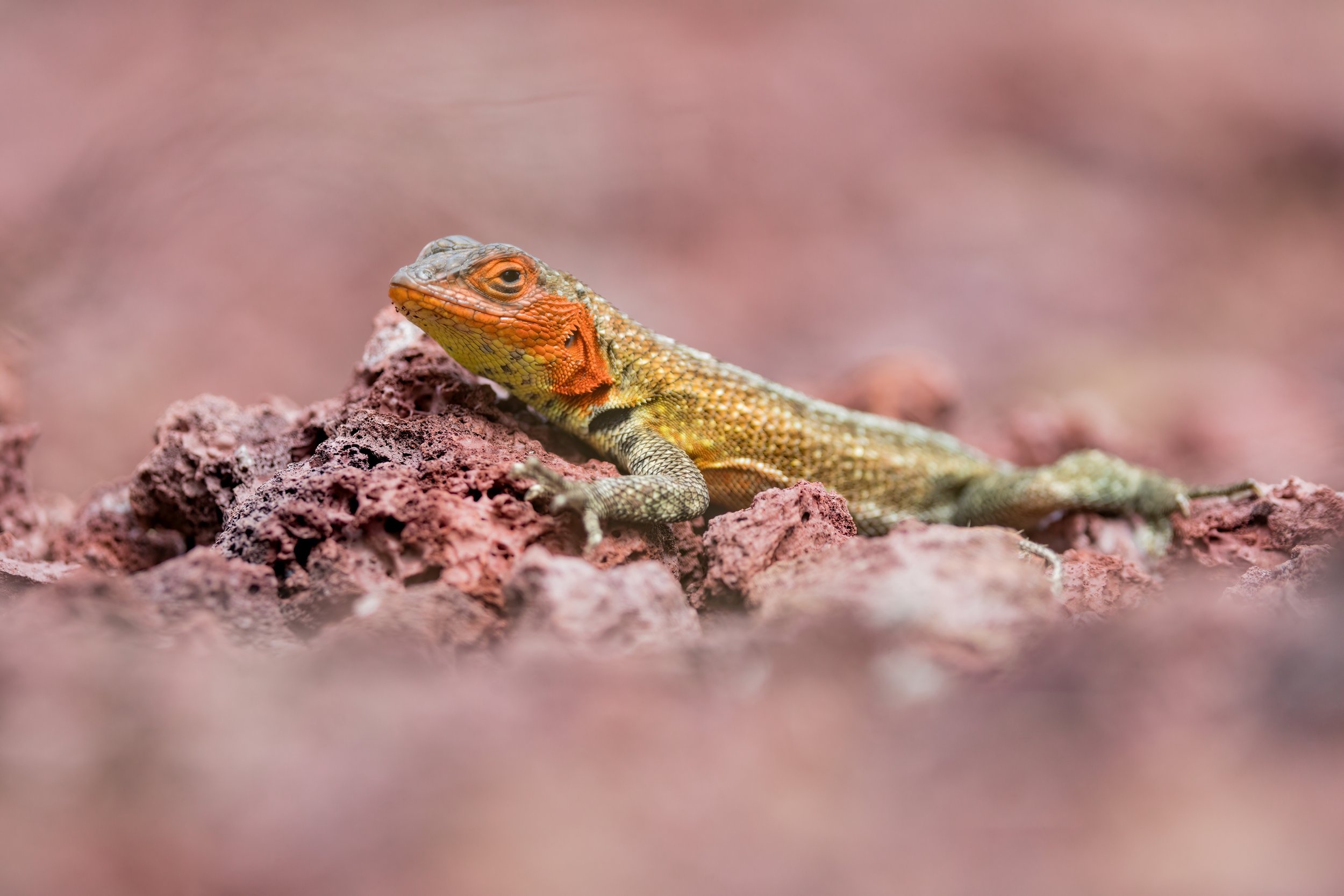 Lava Lizard. Galapagos, Ecuador (Oct. 2023)